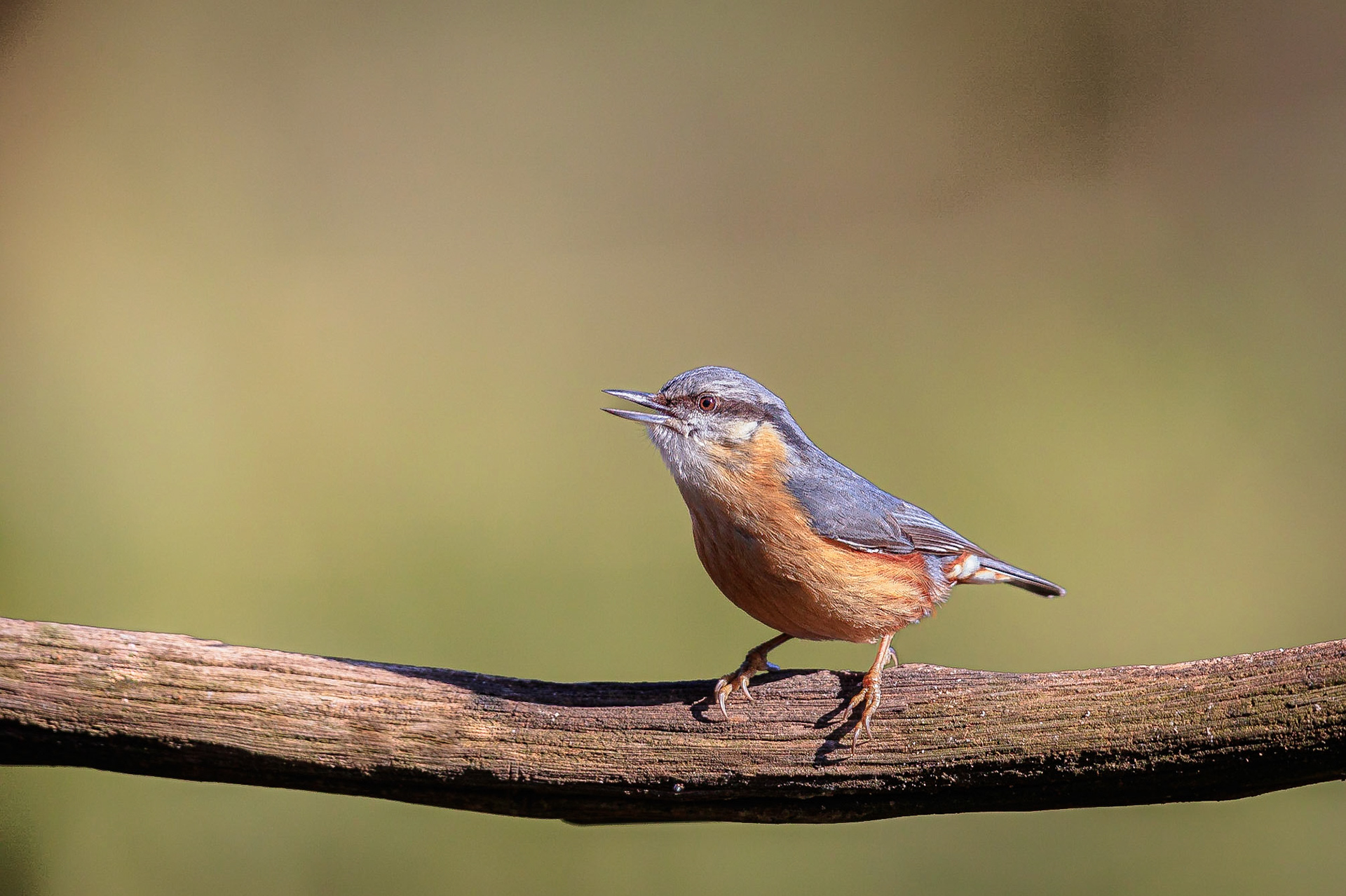 Boomklever / Eurasian nuthatch (Sitta europaea)