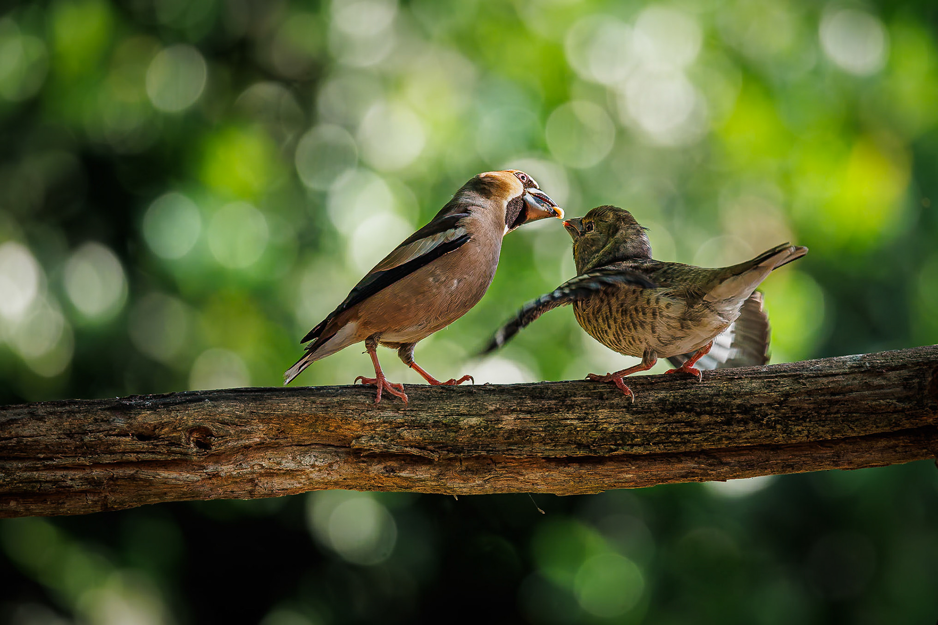 Appelvink / Hawfinch (Coccothraustes coccothraustes)