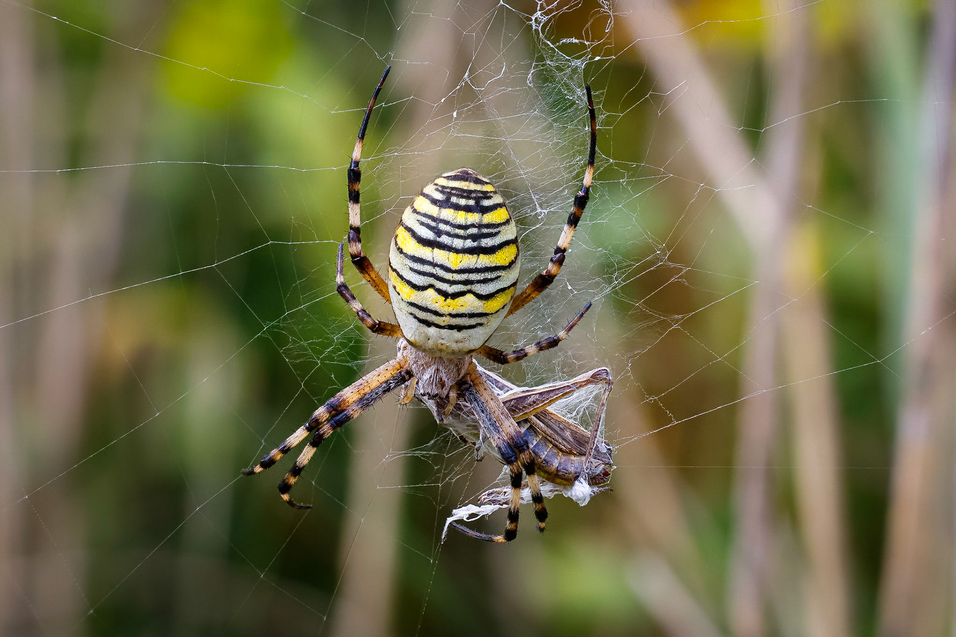 Wespspin / Wasp spider (Argiope bruennichi)