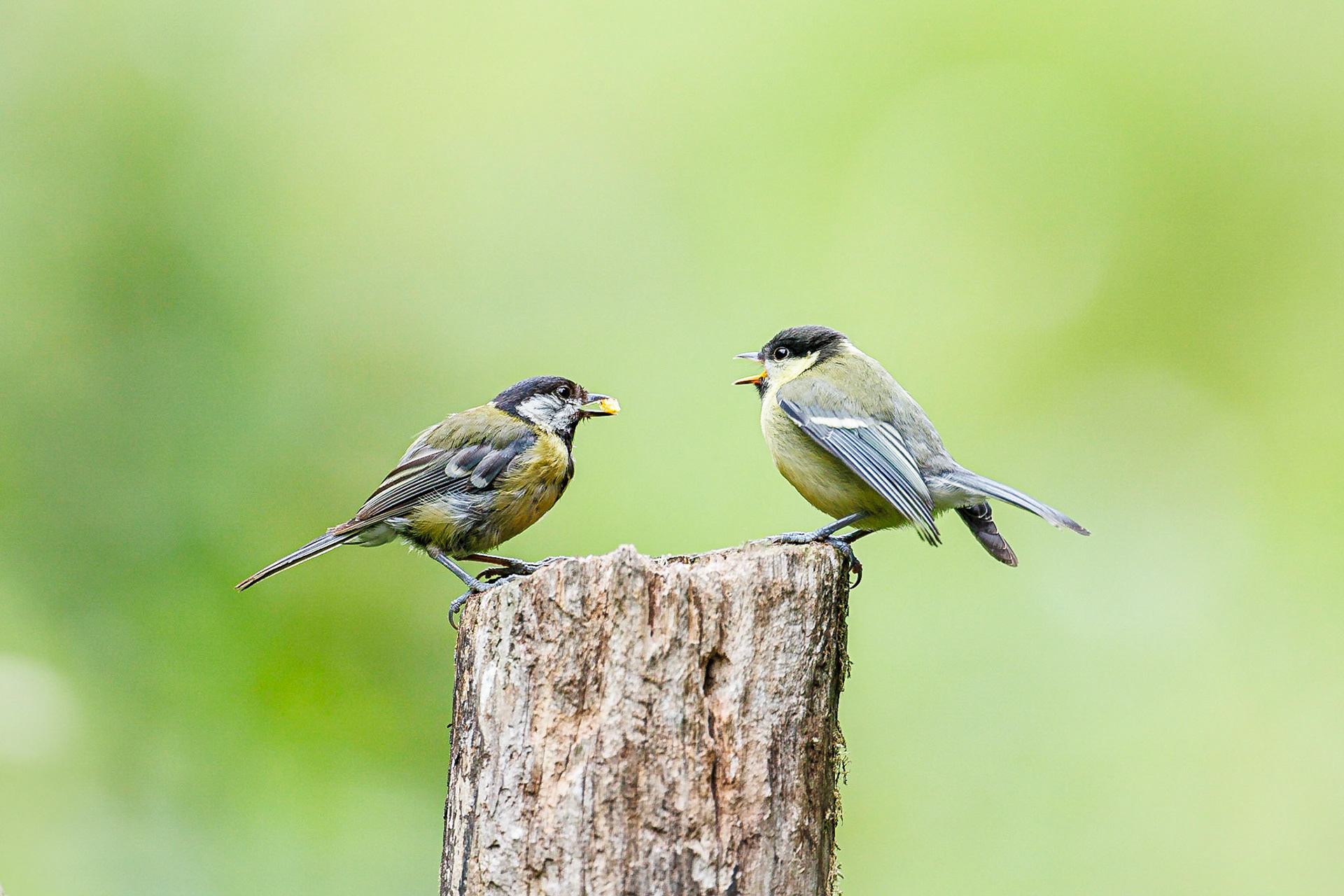 Koolmees / Great tit (Parus major)