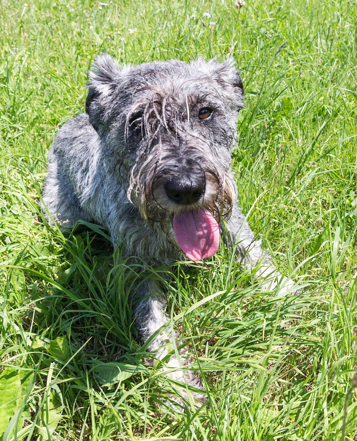 Odie