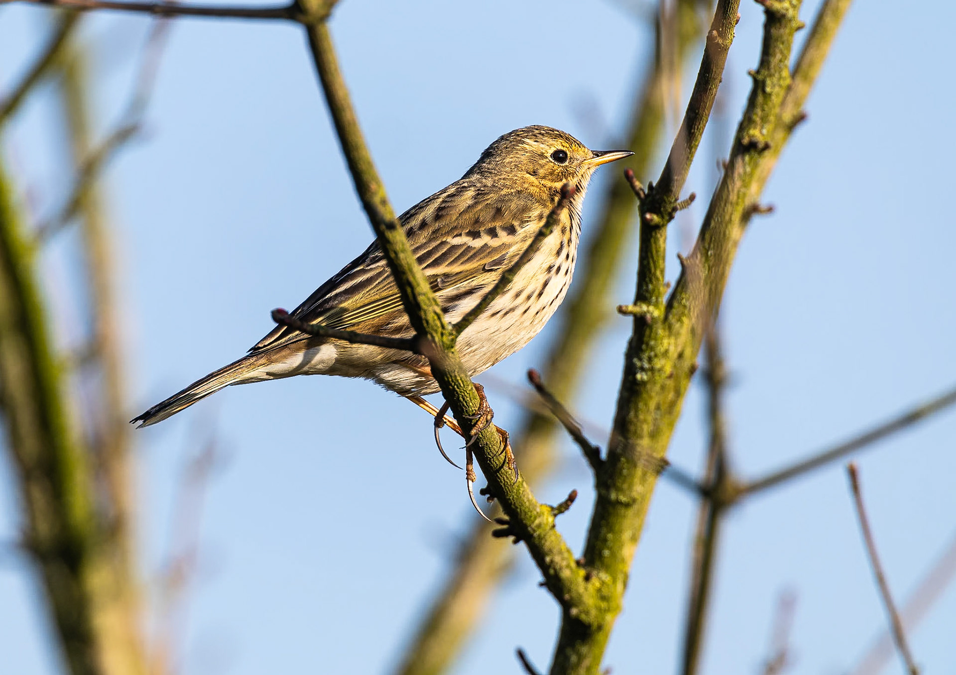 Graspieper / Meadow pipit (Anthus pratensis)