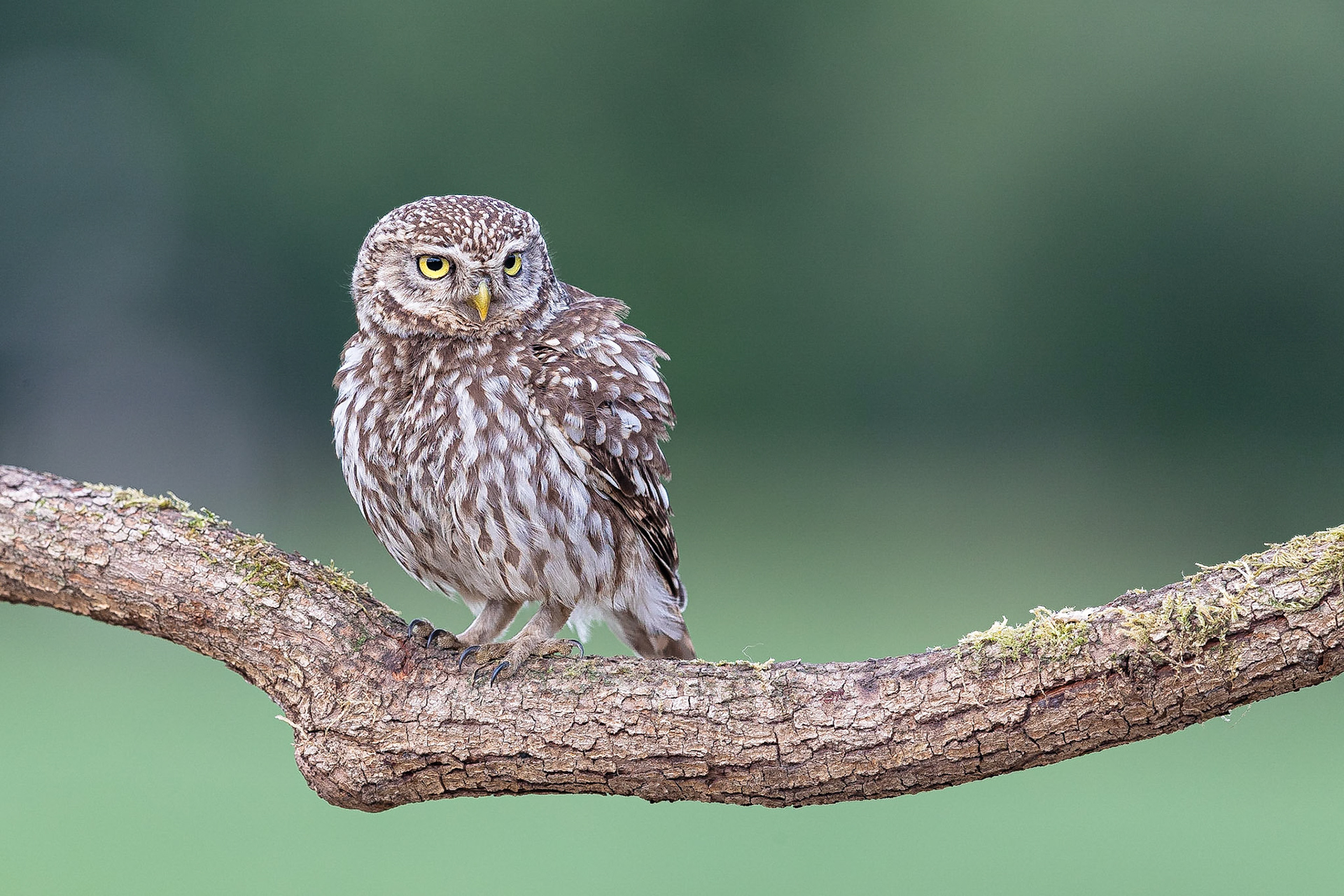 Steenuil / Little Owl (Athene noctua)