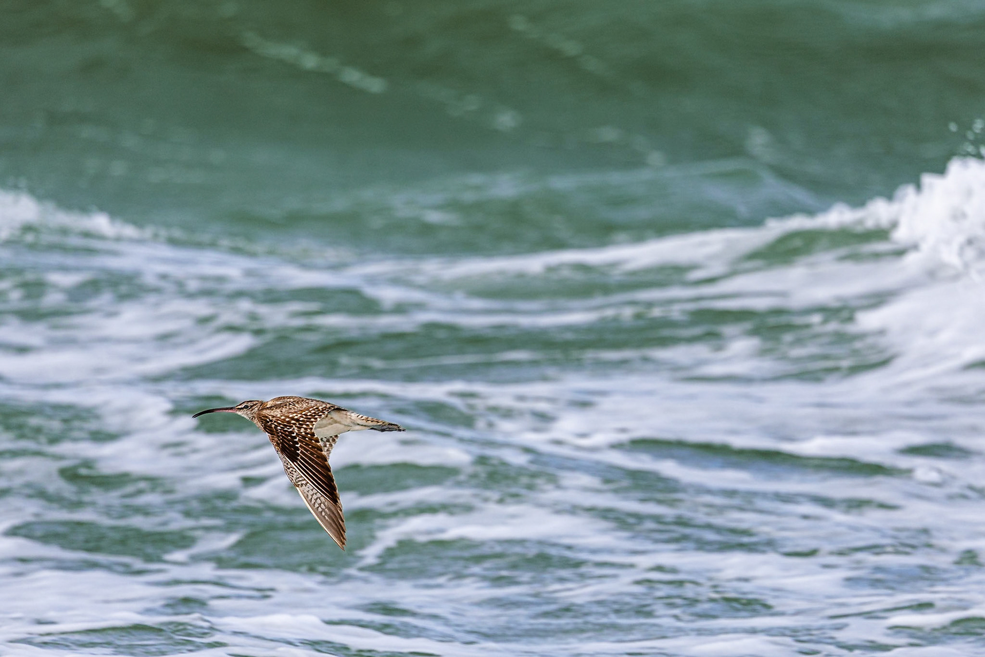 Regenwulp / Eurasian whimbrel (Numenius phaeopus)