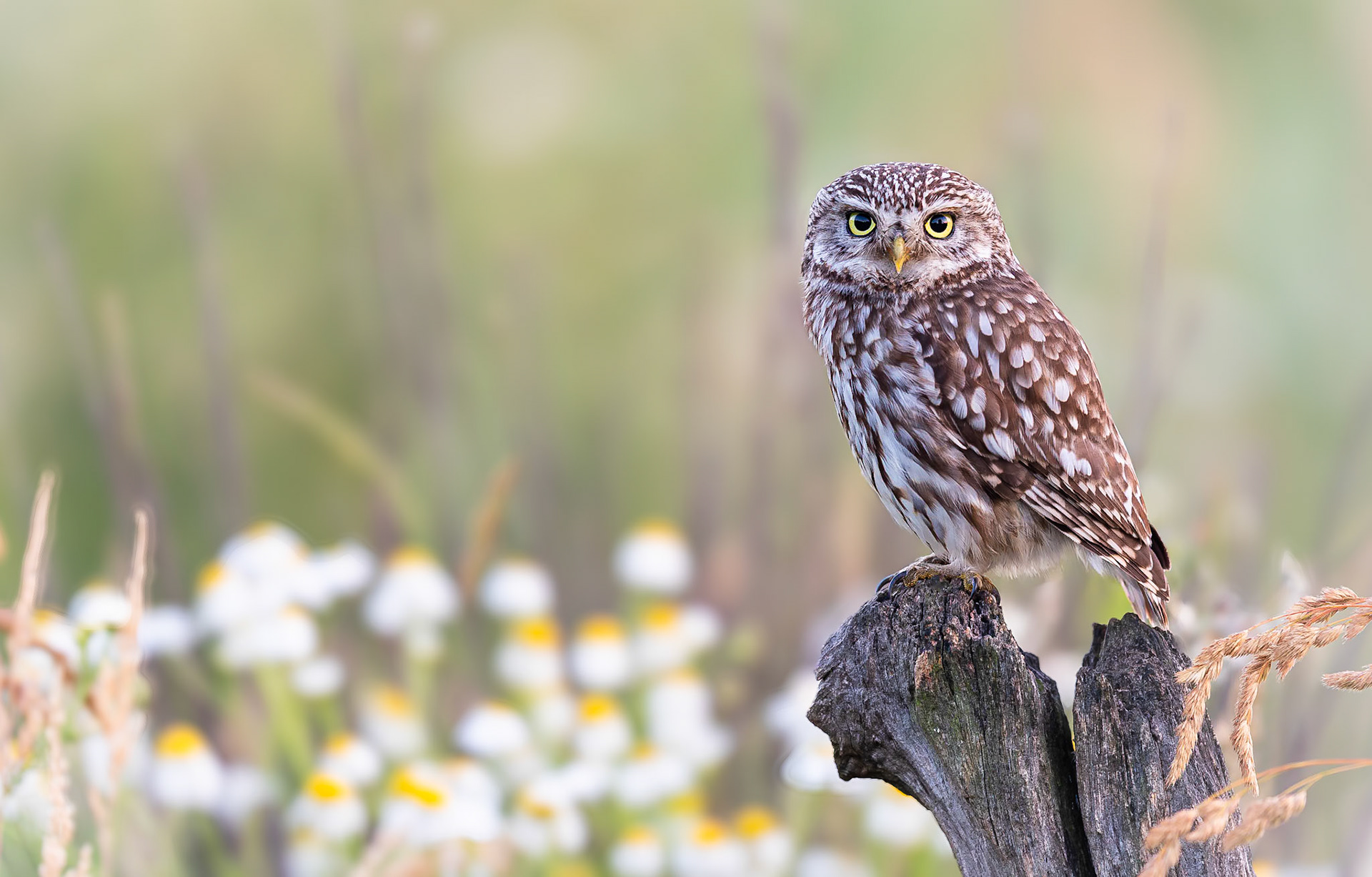 Steenuil / Little Owl (Athene noctua)
