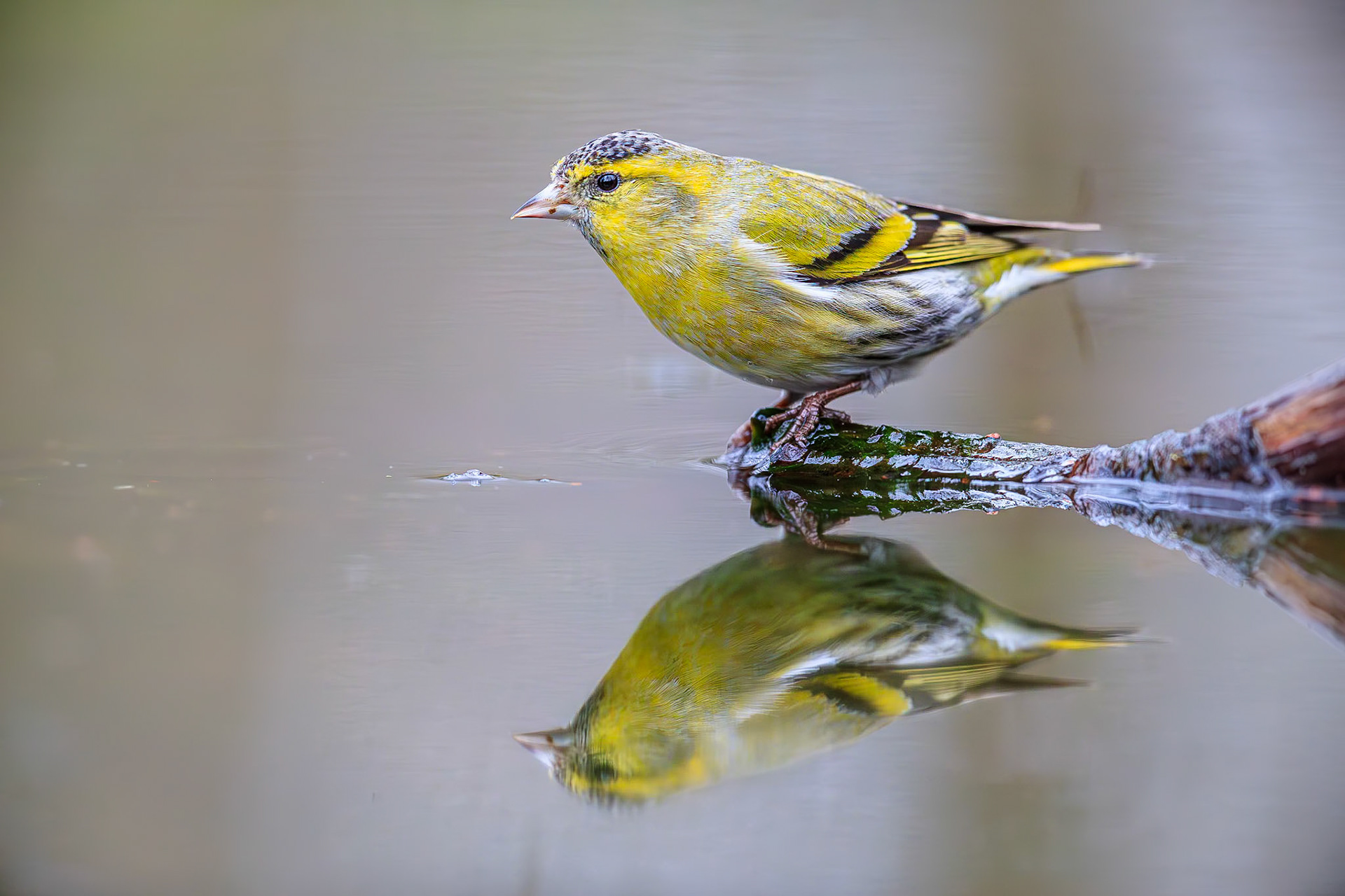 Sijs / Eurasian siskin (Spinus spinus)