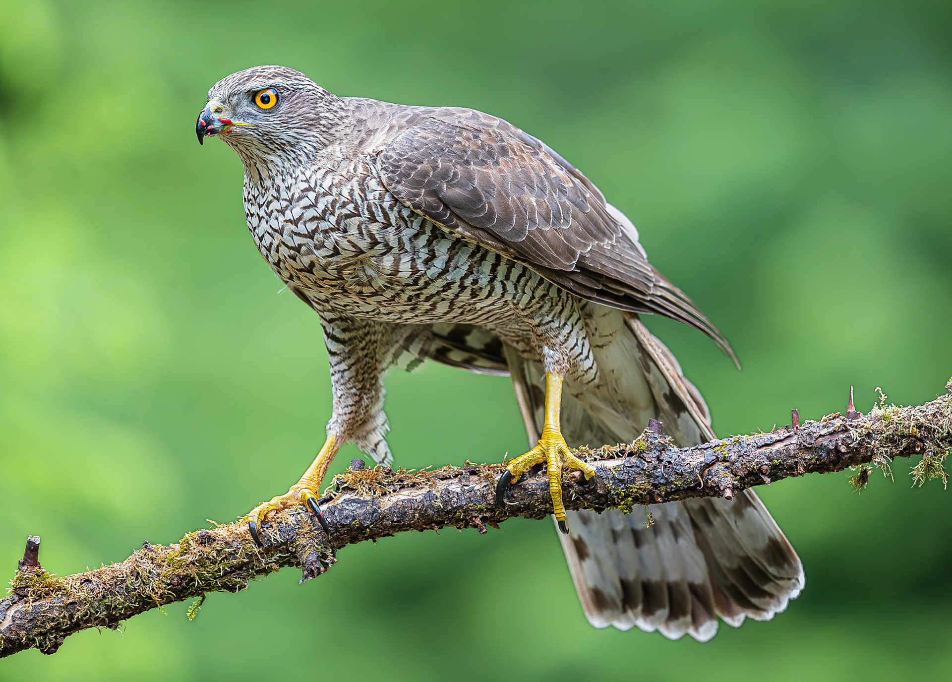 Havik / Northern Goshawk (Accipiter gentilis)