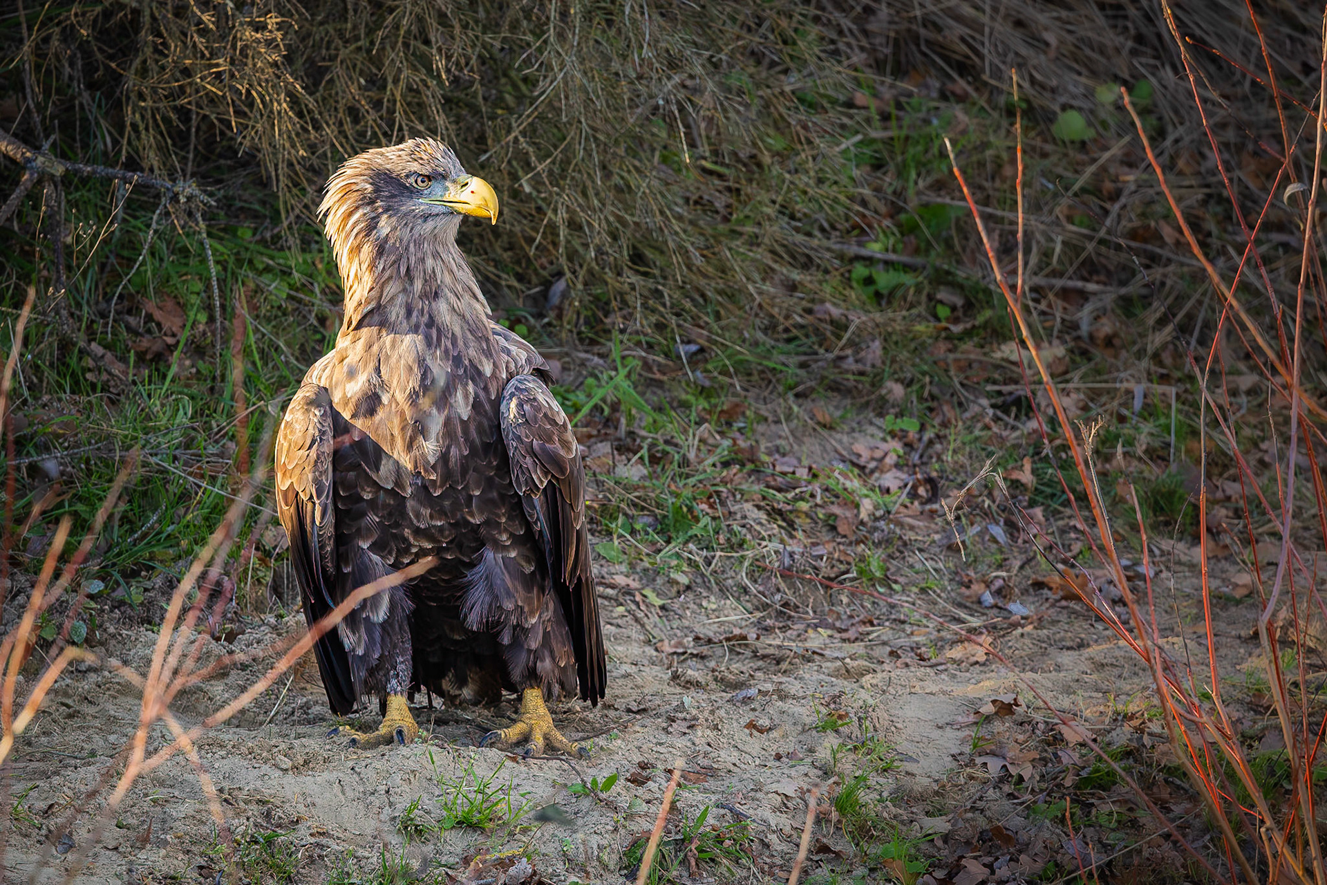 Zeearend / White-tailed eagle (Haliaeetus albicilla)