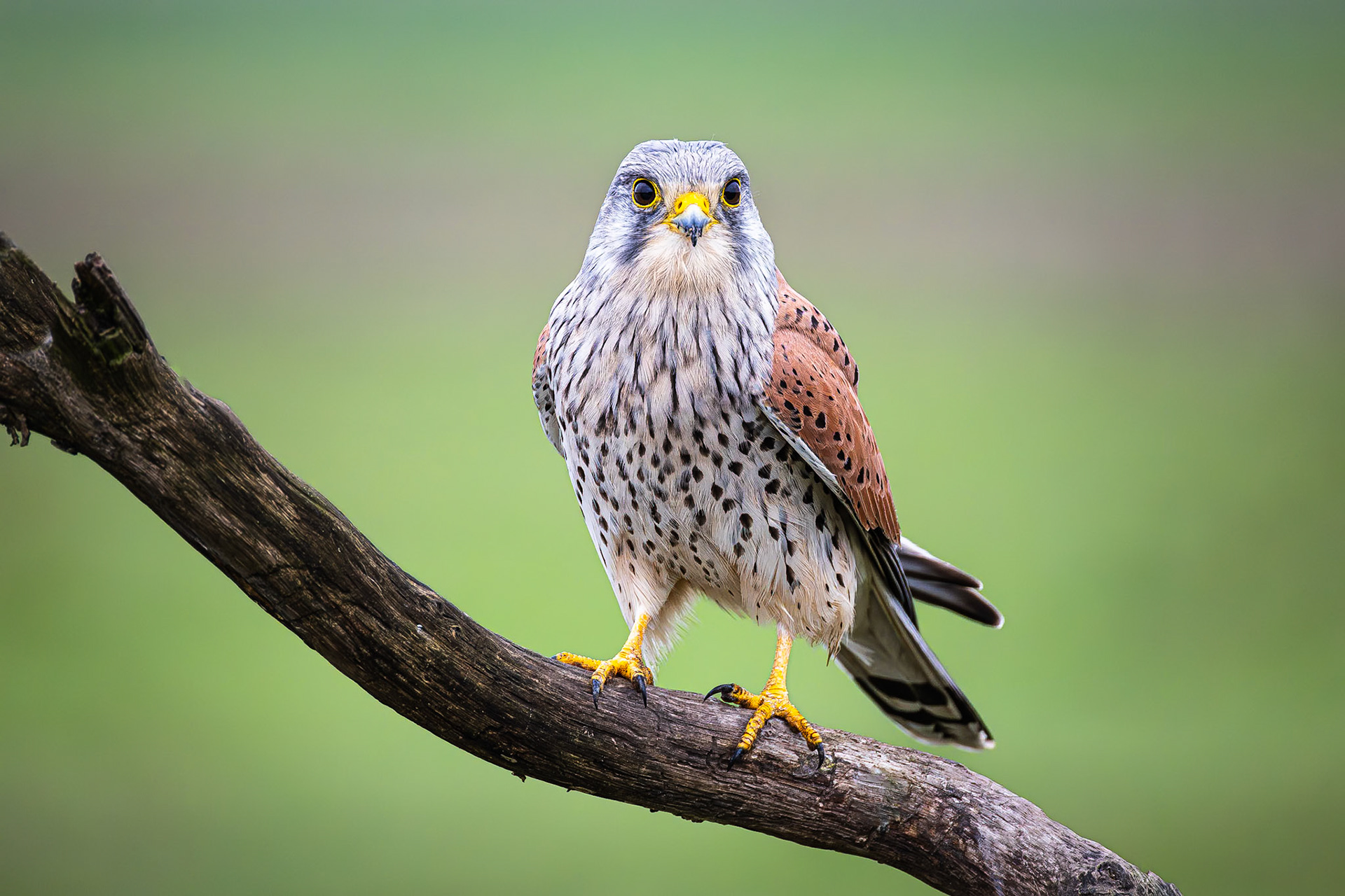 Torenvalk / Common kestrel (Falco tinnunculus)