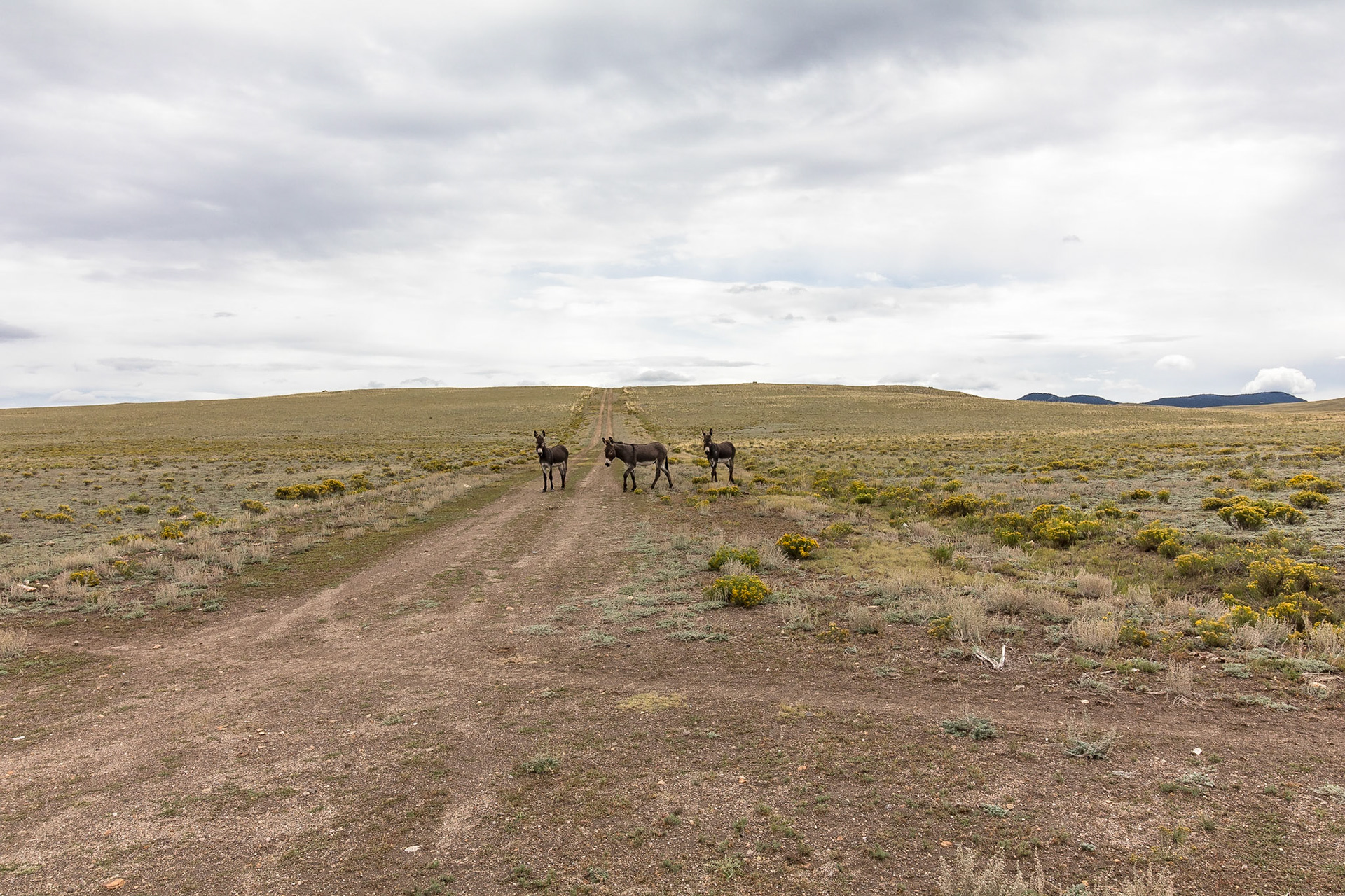 Wild Burro: These are the feral (descended from domestic stock that has gone wild over generations) asses which run wild in the Western part of the United States.