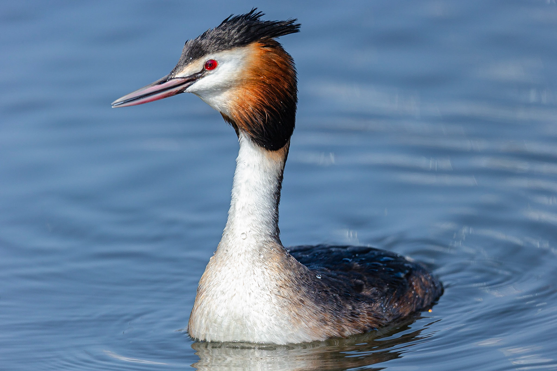 Fuut / Great crested grebe (Podiceps cristatos)