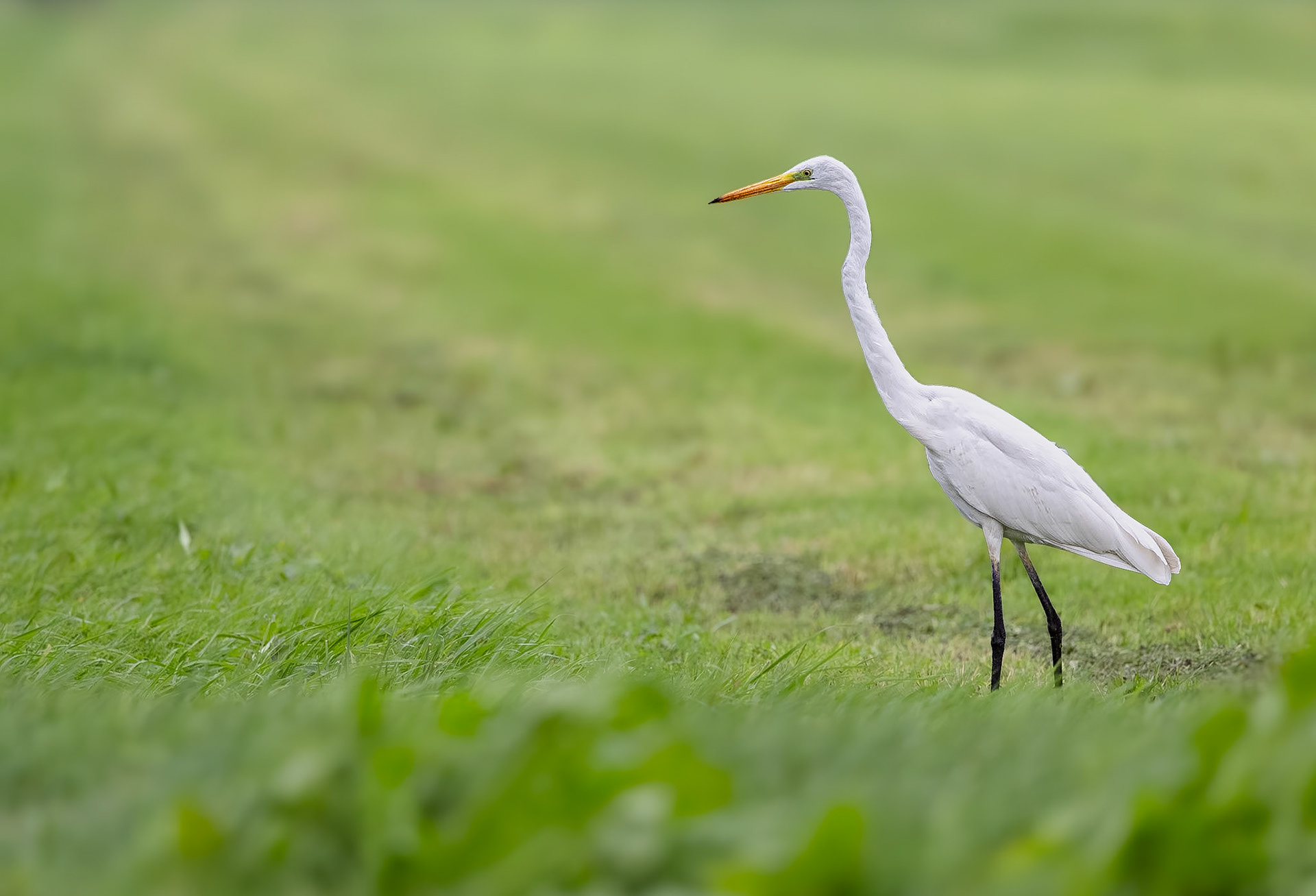Grote Zilverreiger / Great white egret (Egretta alba)
