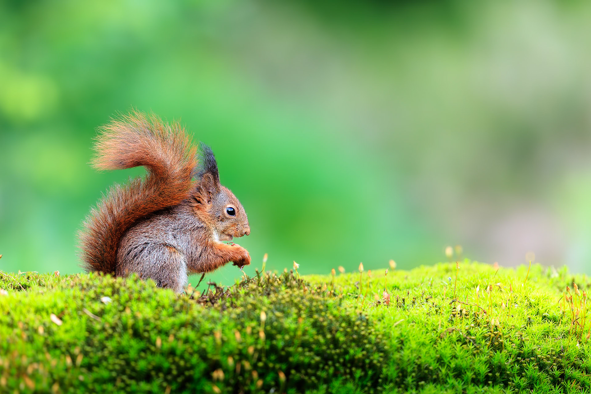Eekhoorn / Eurasian red squirrel (Sciurus vulgaris)