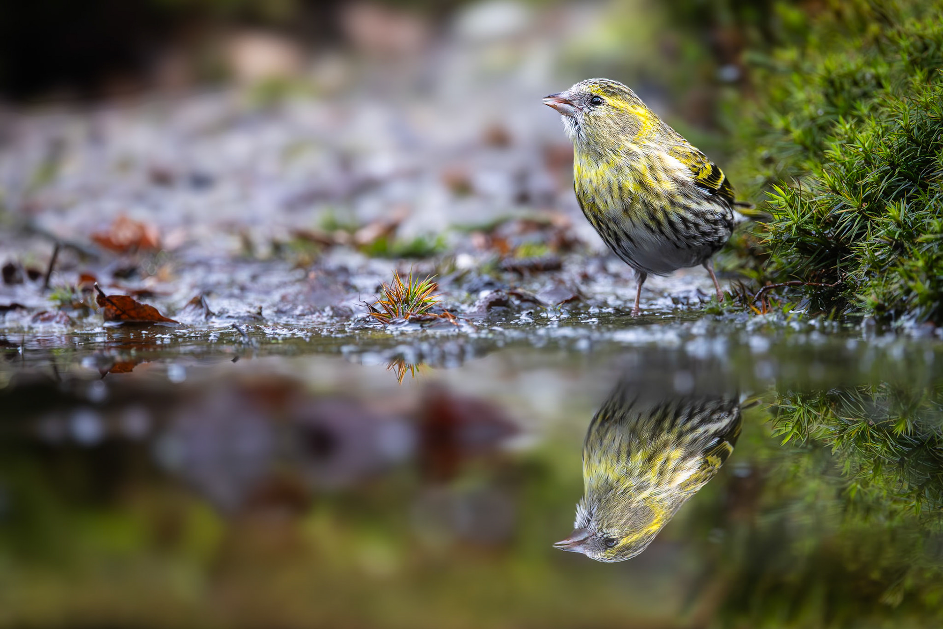 Sijs / Eurasian siskin (Spinus spinus)