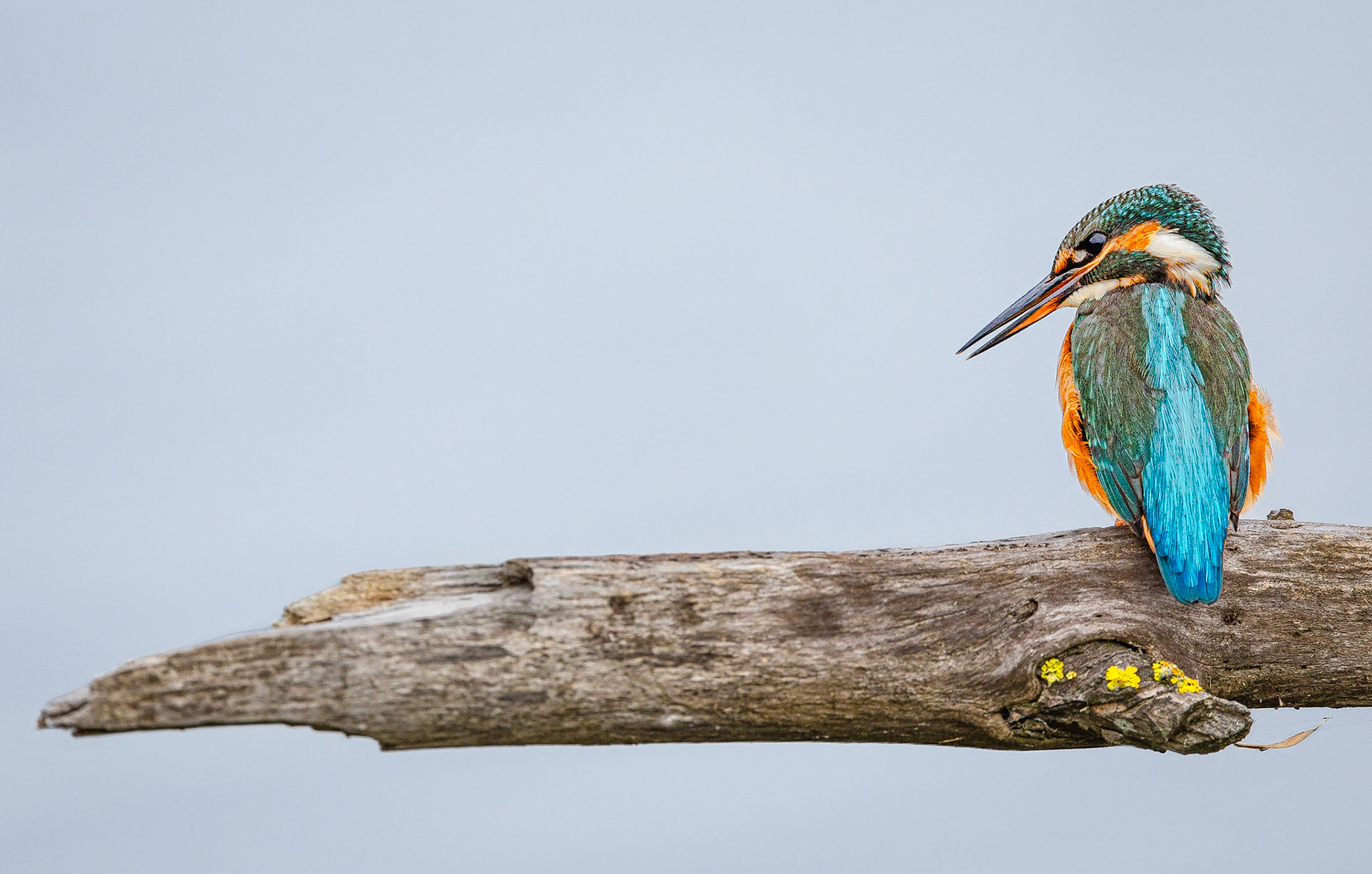IJsvogel / Common kingfisher (Alcedo atthis)