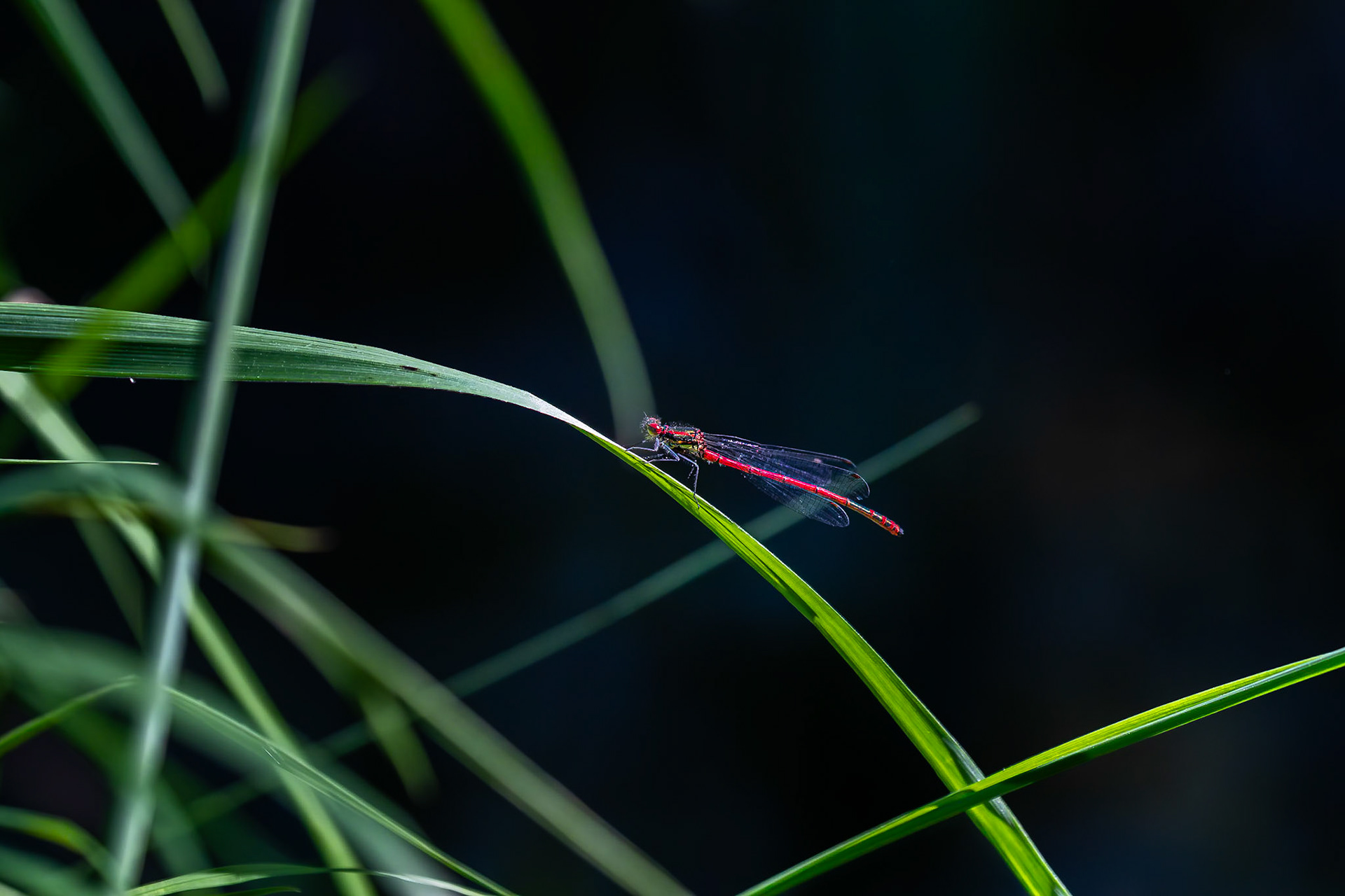 Vuurjuffer / Large red damselfly (Pyrrhosoma nymphula)