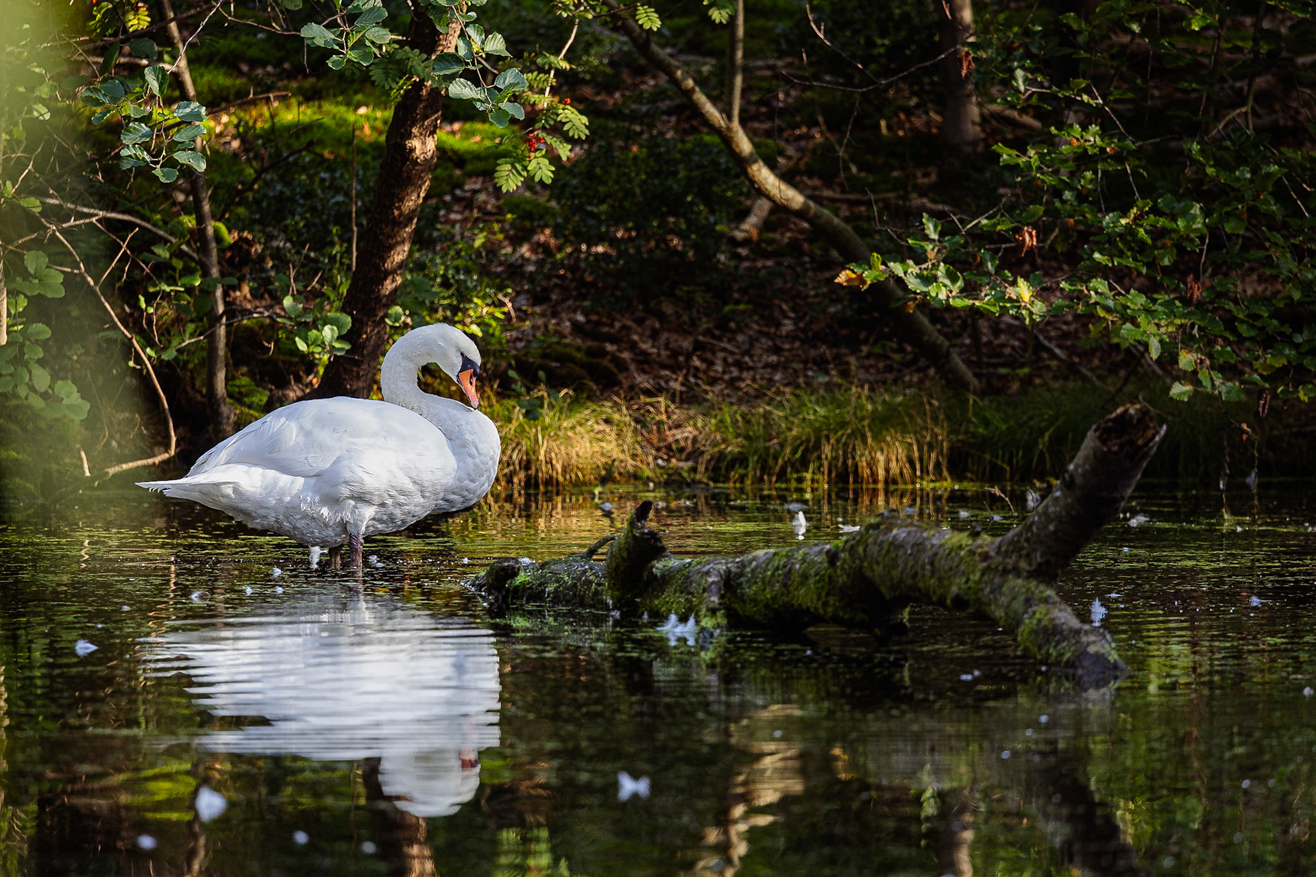 Knobbelzwaan / Mute swan (Cygnus olor)