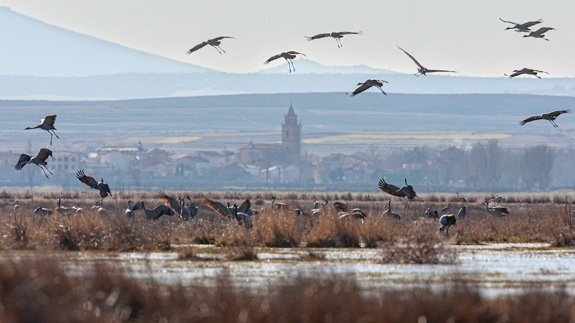 Kraanvogel / Common Crane (Grus grus)