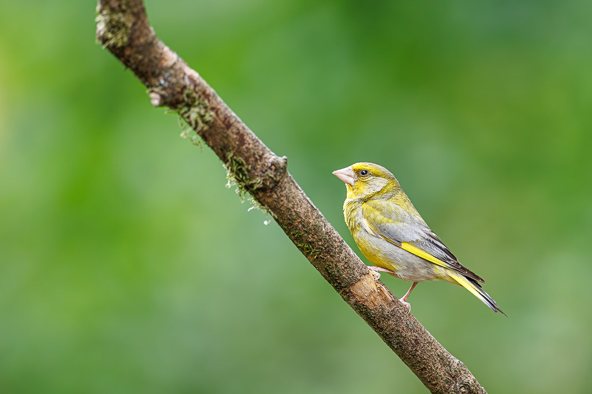Groenling / European greenfinch (Carduelis chloris)