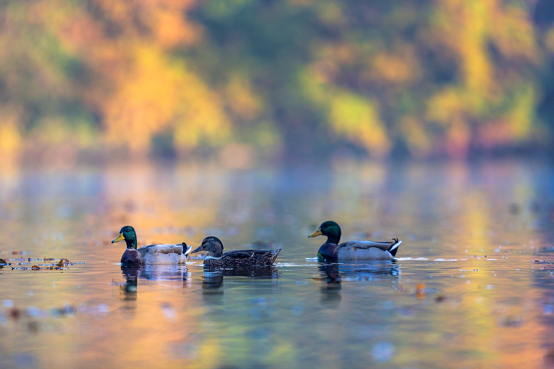 Wilde Eend / Mallard (Anas platyrhynchos)