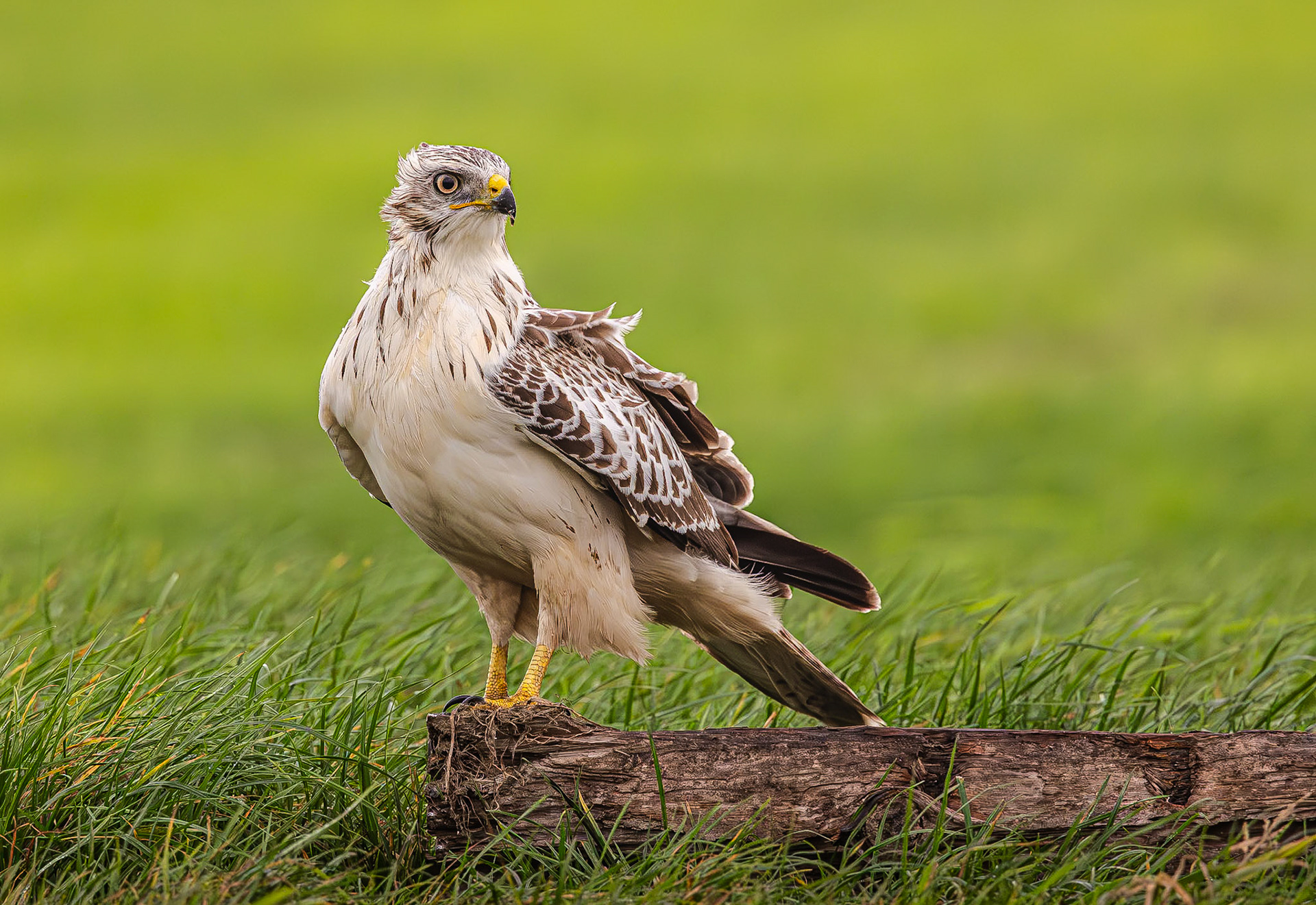 Buizerd / Common buzzard (Buteo buteo)