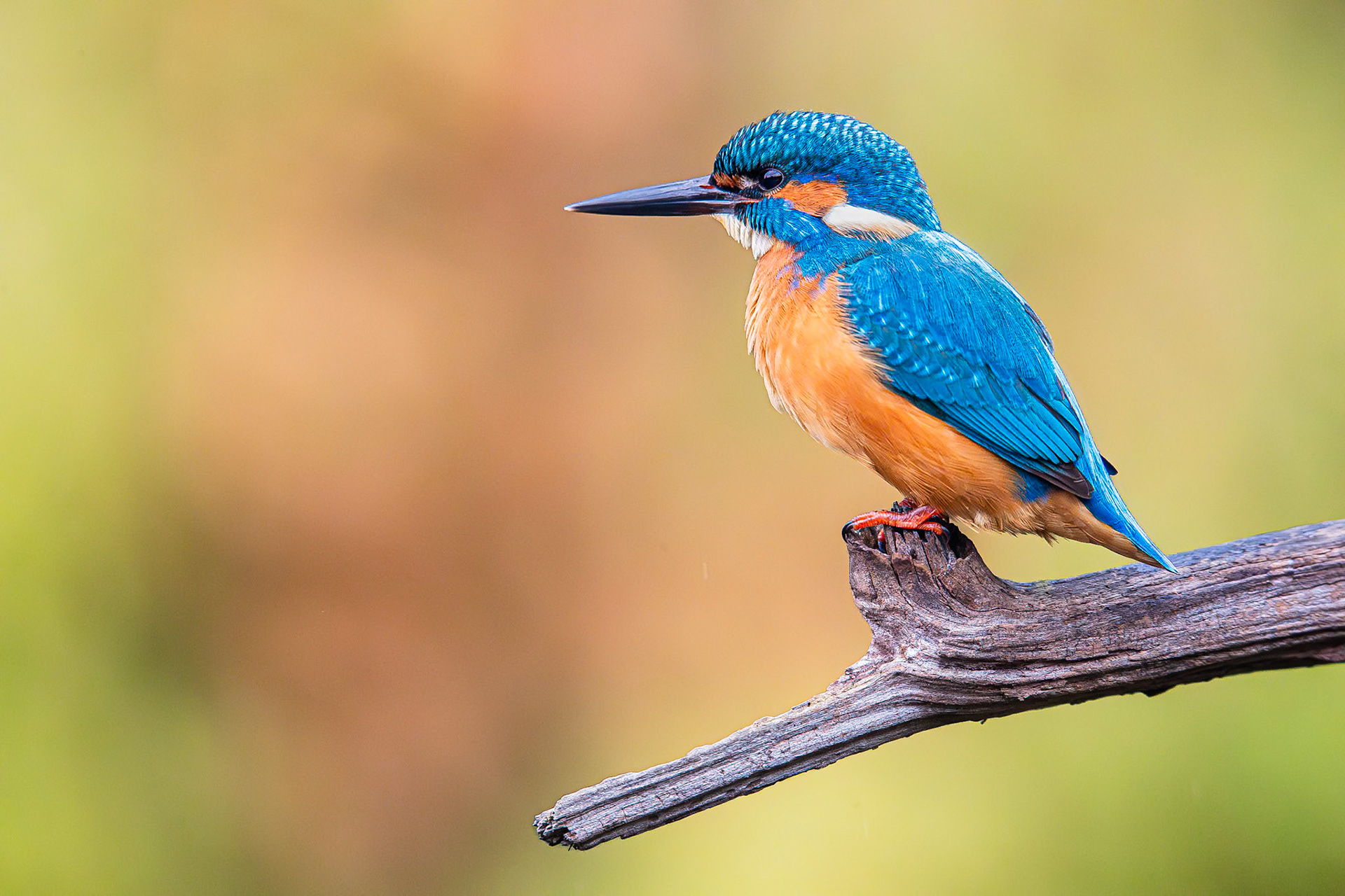 IJsvogel / Common kingfisher (Alcedo atthis)