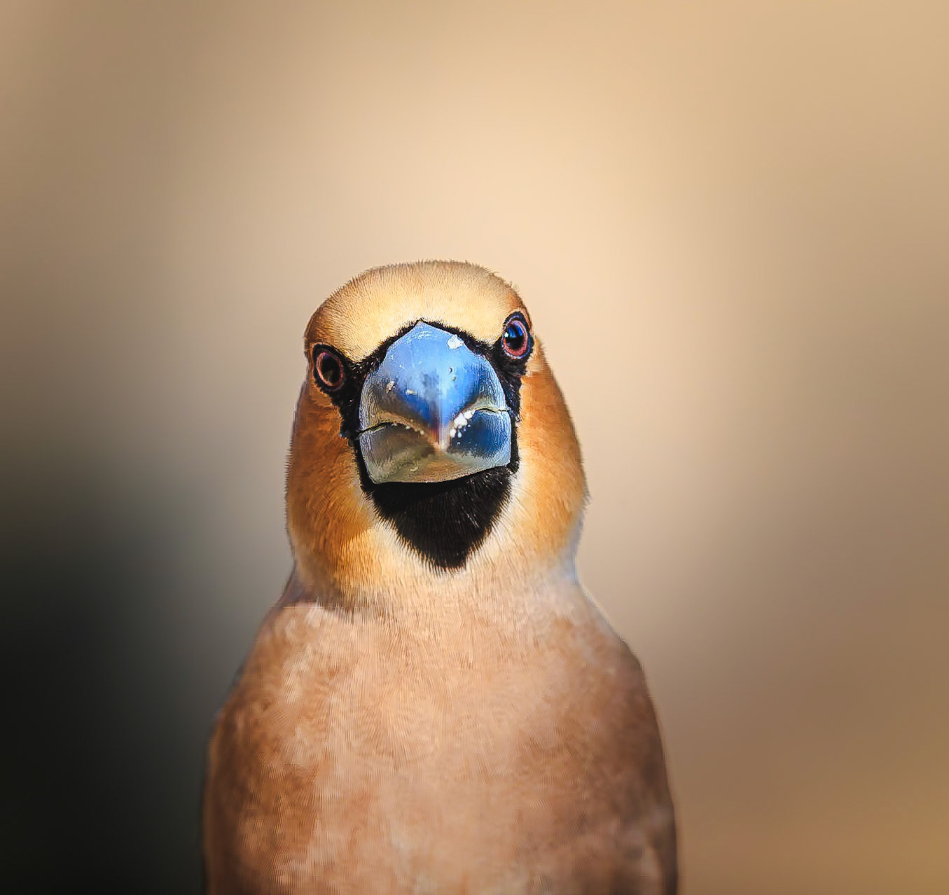 Appelvink / Hawfinch (Coccothraustes coccothraustes)