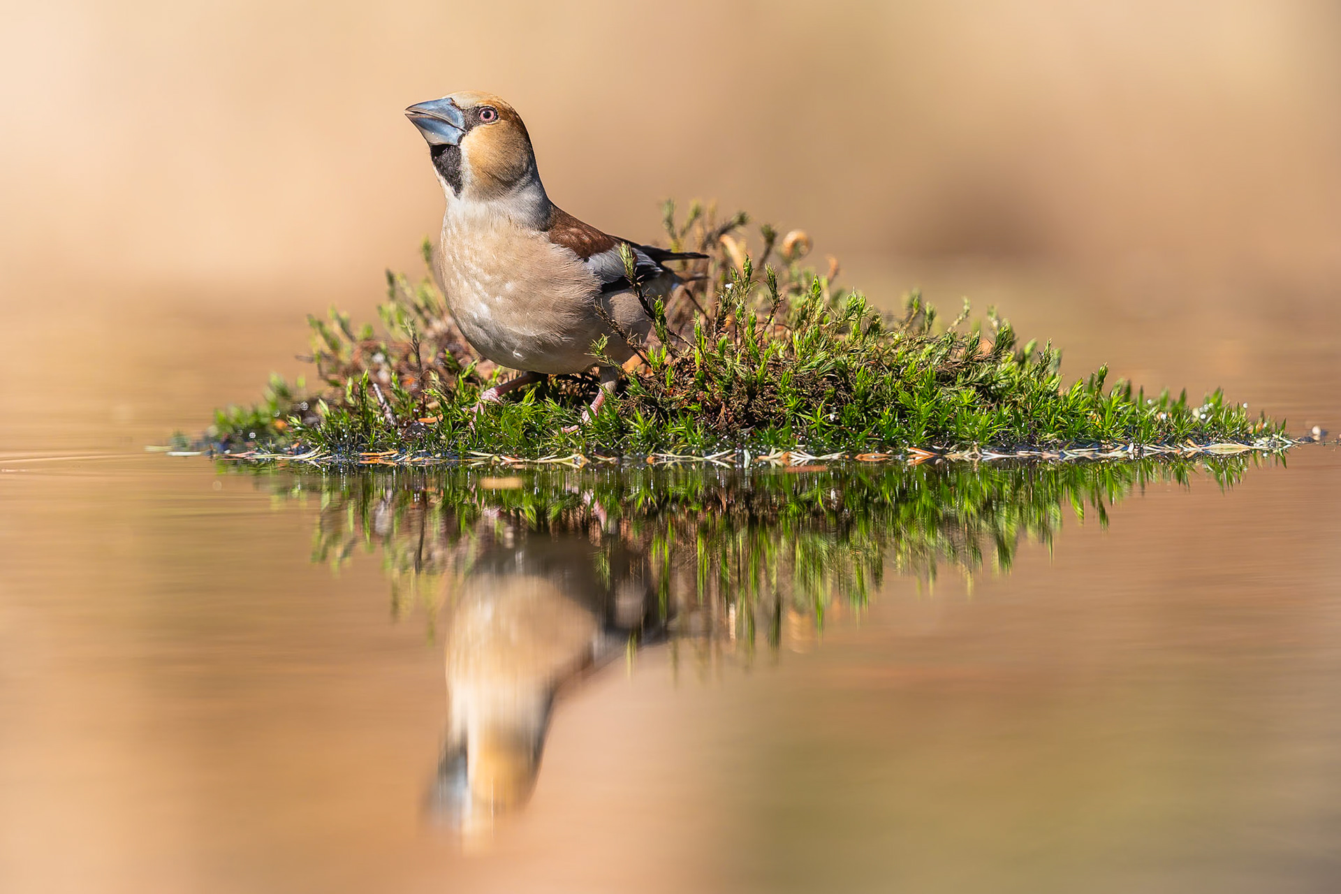Appelvink / Hawfinch (Coccothraustes coccothraustes)
