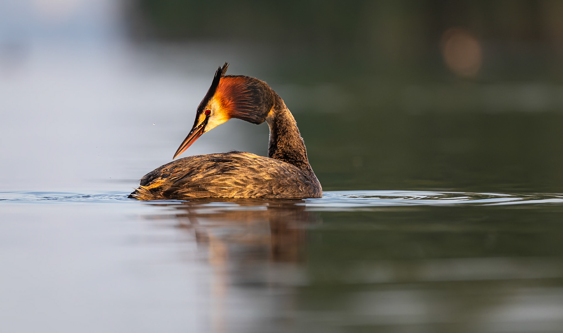 Fuut / Great crested grebe (Podiceps cristatos)