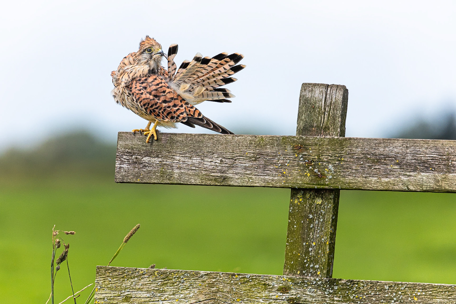 Torenvalk / Common kestrel (Falco tinnunculus)