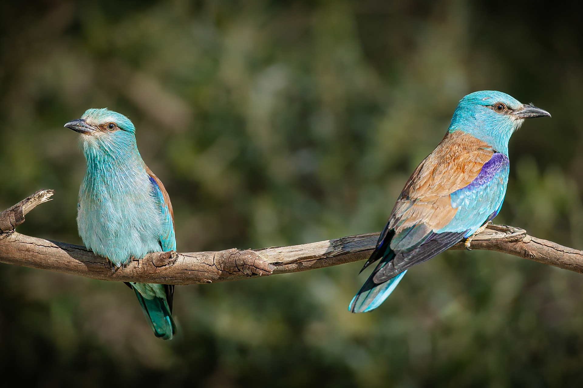 Scharrelaar / European Roller (Coracias garrulus)
