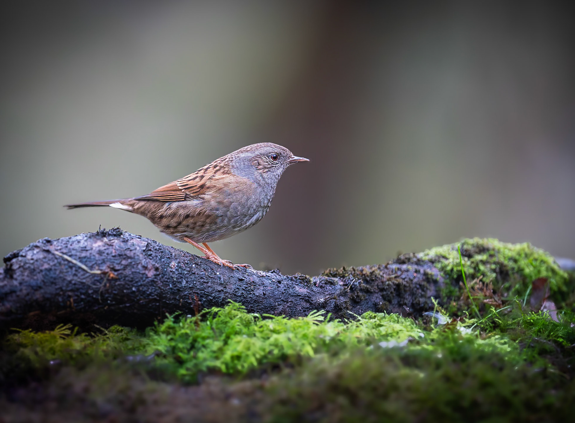 Heggenmus / Dunnock (Prunella modularis)