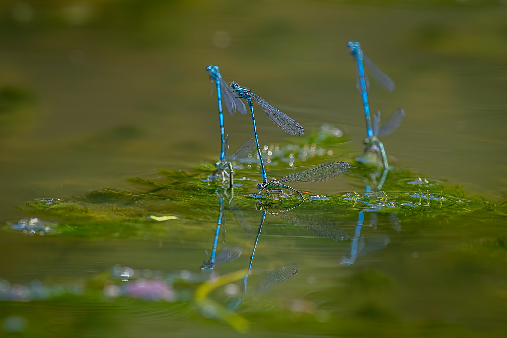 Azuur waterjuffer / Azure damselfly (Coenagrion puella)