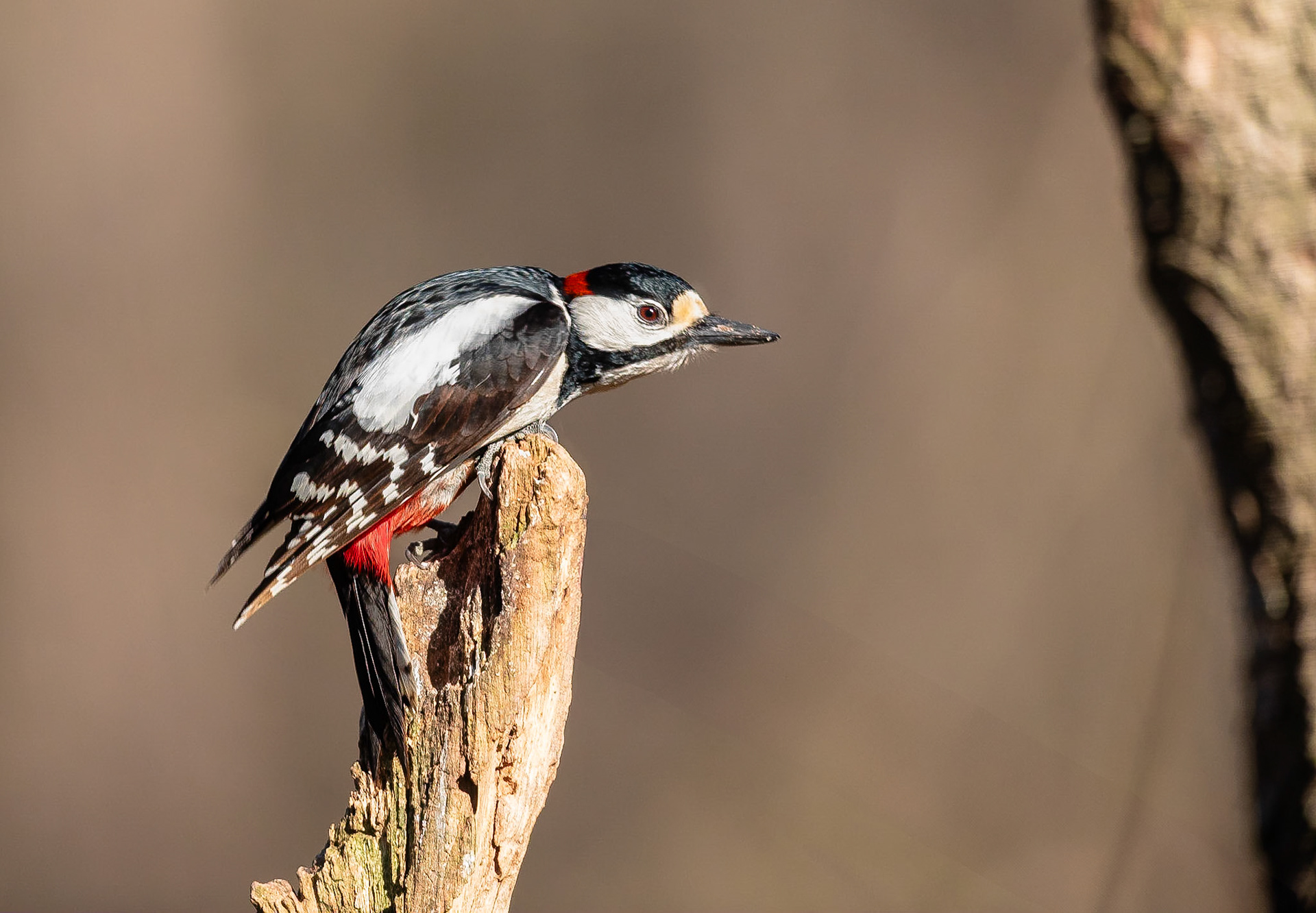 Grote bonte specht / Great spotted woodpecker (Dendrocopos major)