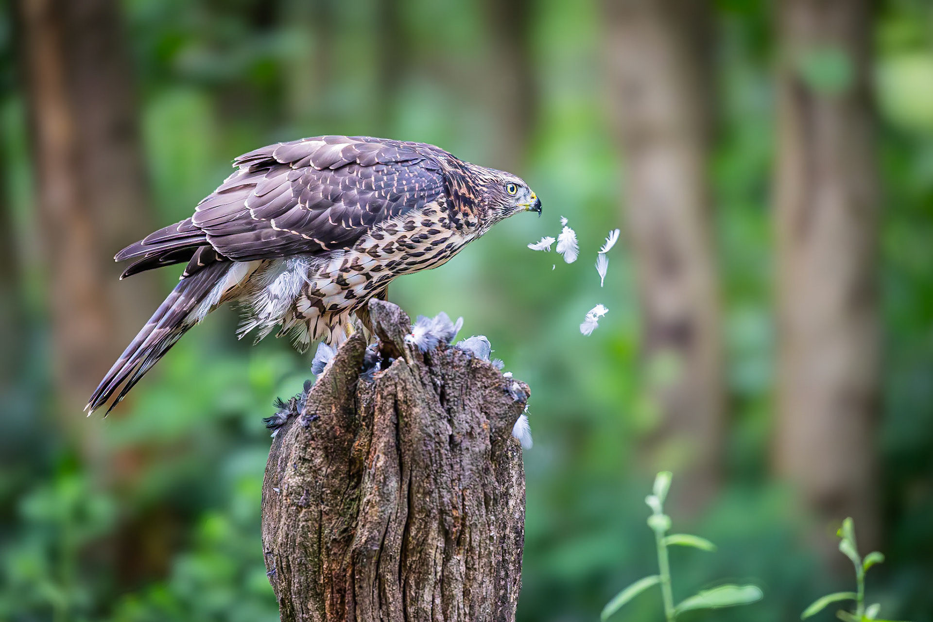 Havik / Northern Goshawk (Accipiter gentilis)