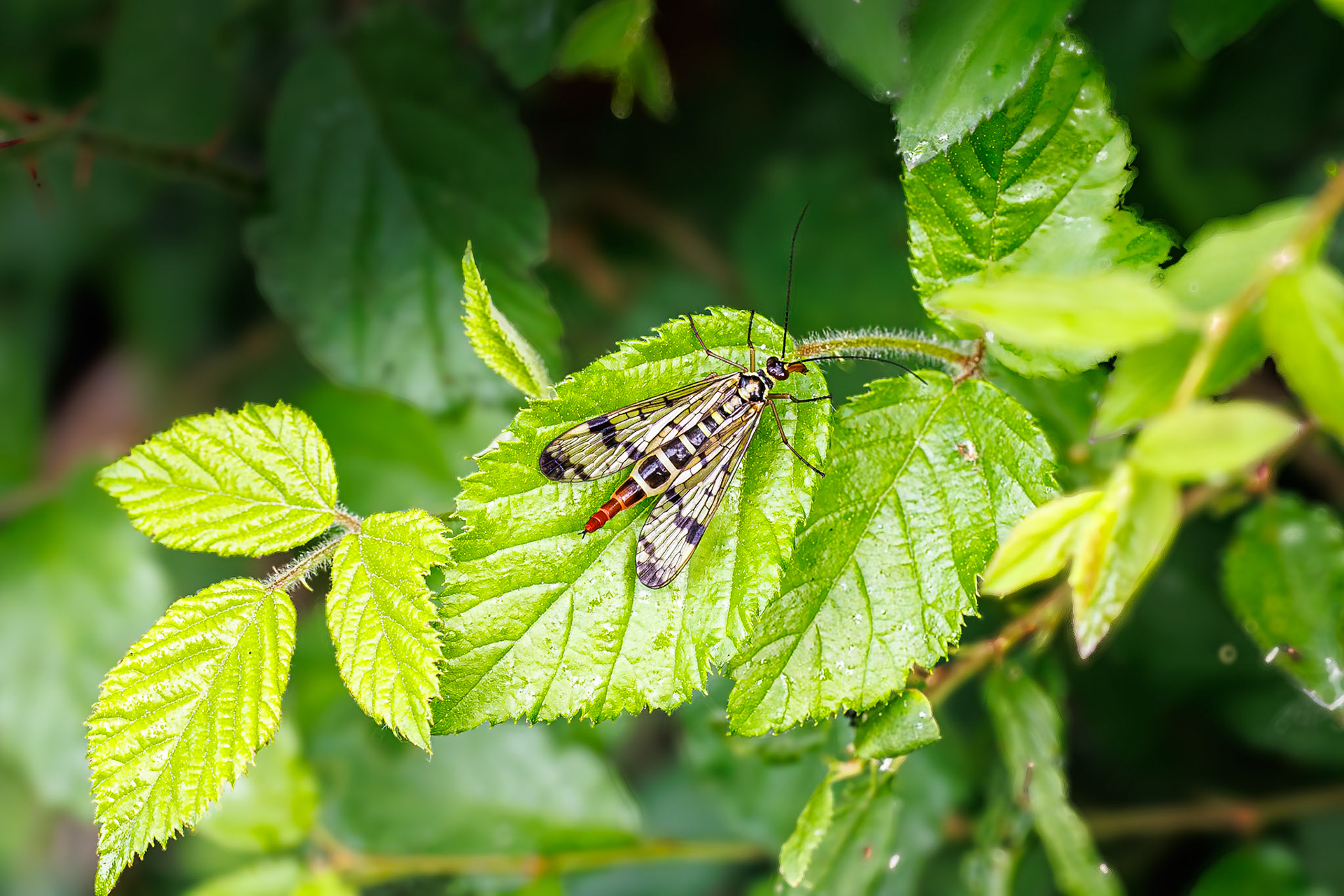 Gewone schorpioenvlieg / Common Scorpionfly (Panorpa communis)