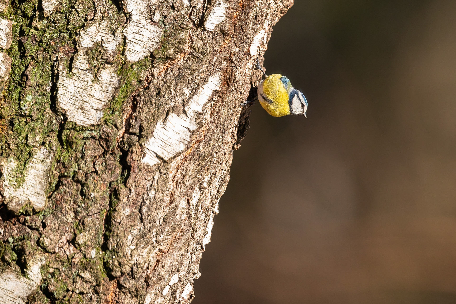 Pimpelmees / Eurasian blue tit (Parus caeruleus)