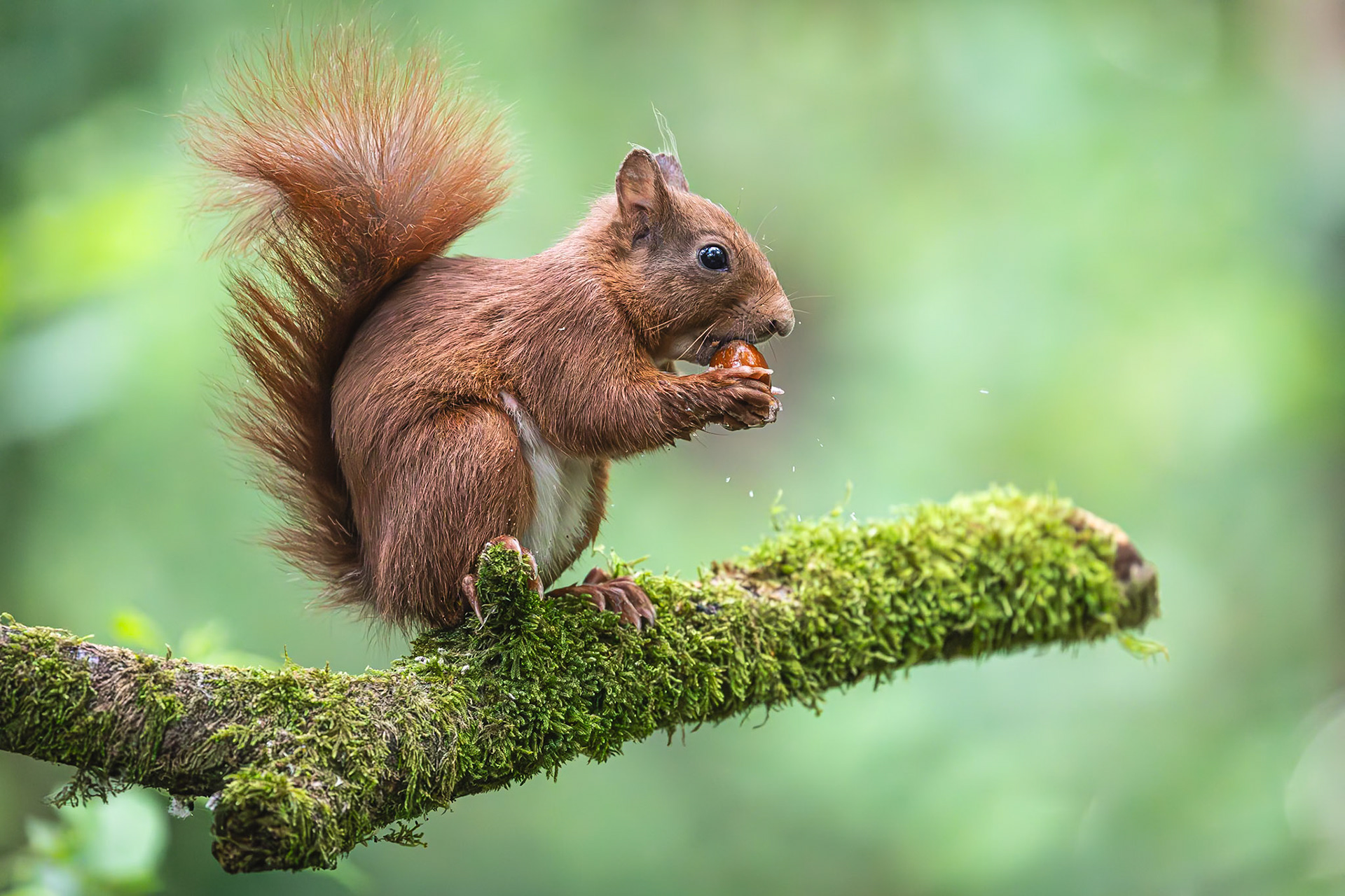Eekhoorn / Eurasian red squirrel (Sciurus vulgaris)