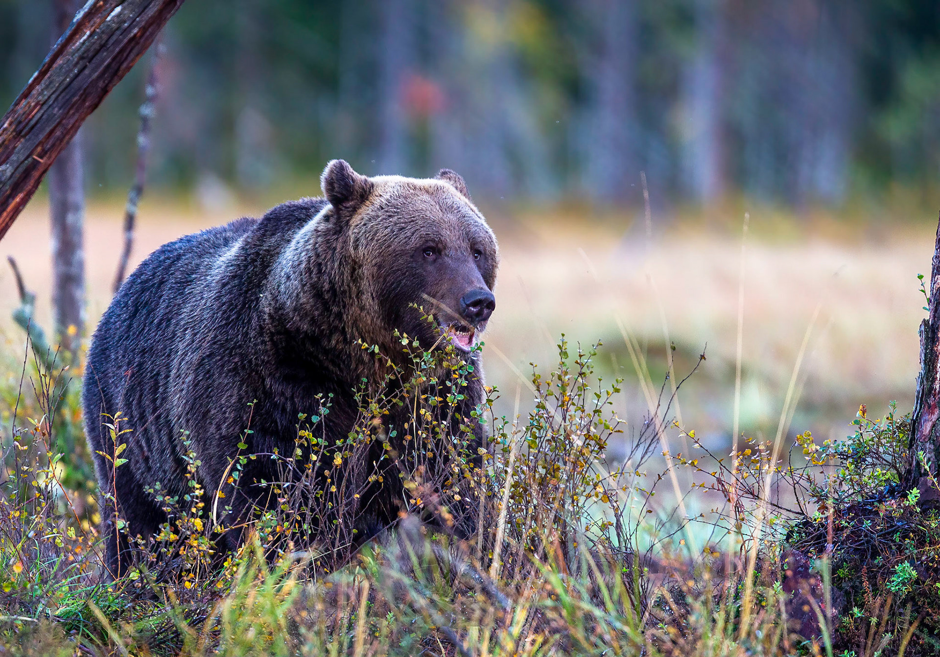 Europese Bruine beer / Eurasian Brown bear (Ursus arctos arctos)