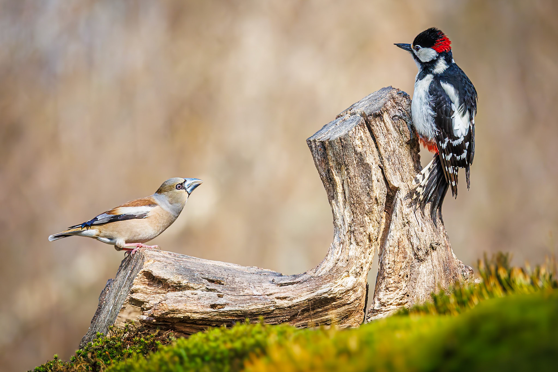 Grote bonte specht / Great spotted woodpecker (Dendrocopos major) versus Appelvink / Hawfinch (Coccothraustes coccothraustes)