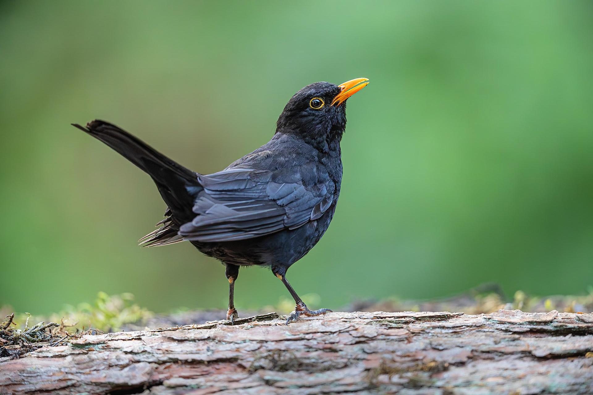 Merel / Common Blackbird (Turdus merula)