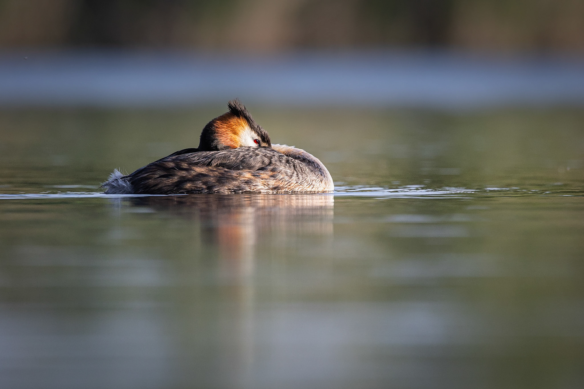 Fuut / Great crested grebe (Podiceps cristatos)