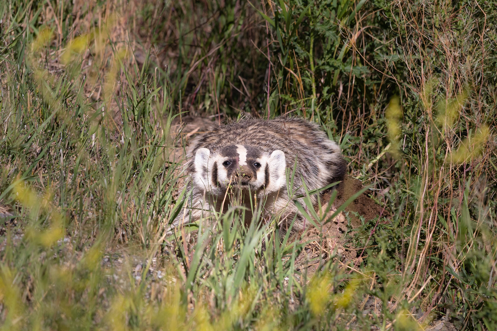 Zilverdas/American Badger (Taxidea taxus)