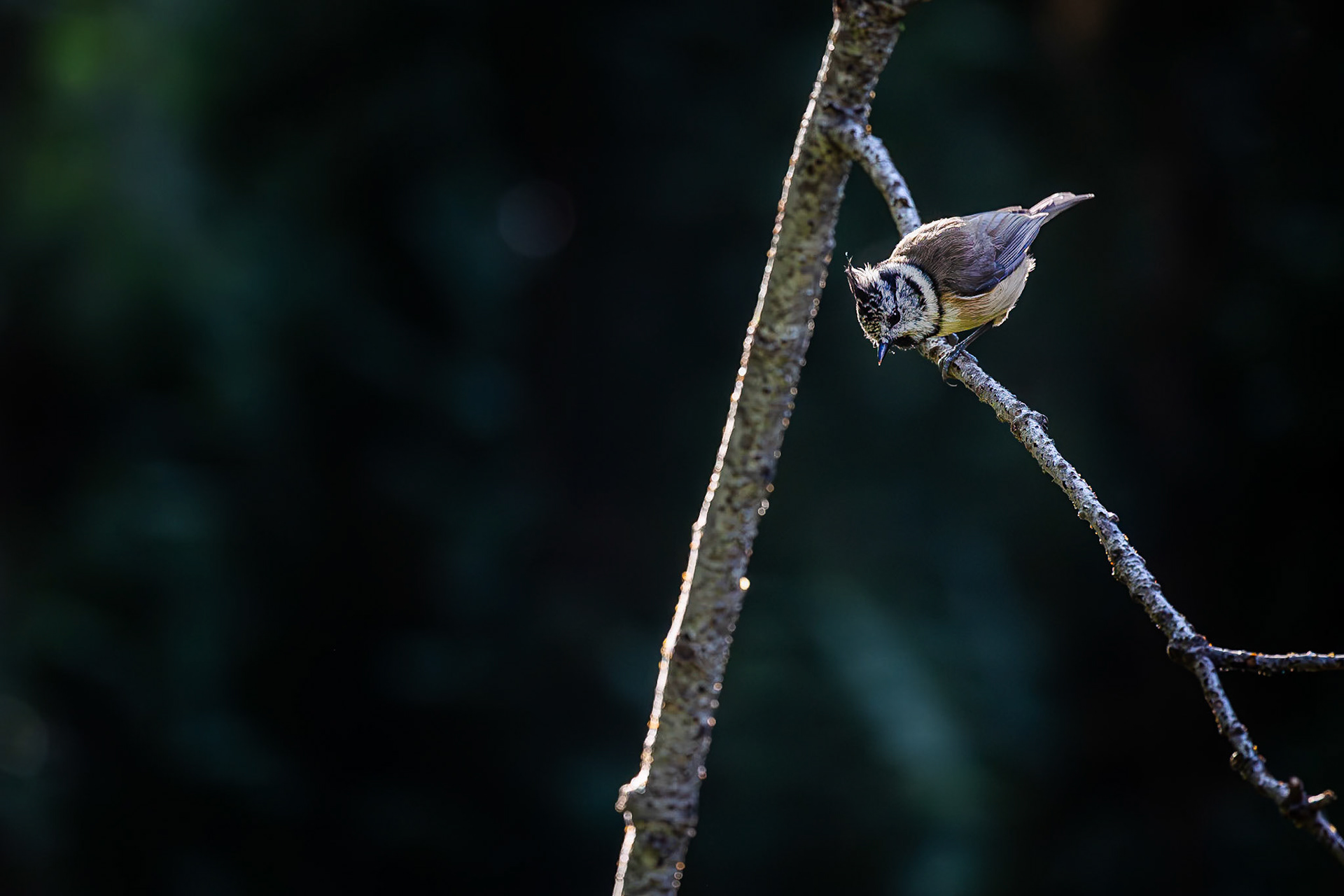 Kuifmees / Crested tit (Lophophanes cristatus)