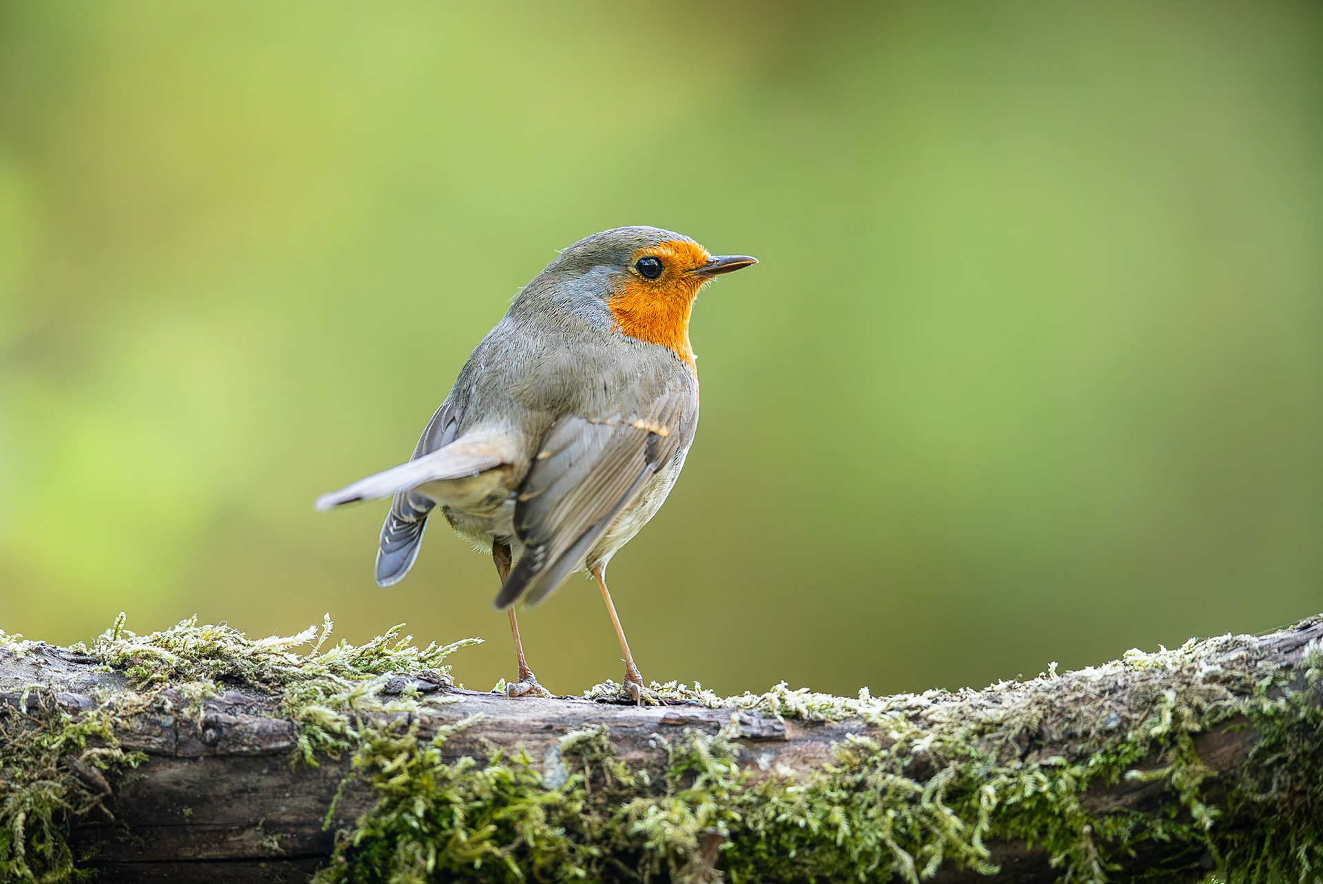 Roodborstje / European Robin (Erithacus rubecula)
