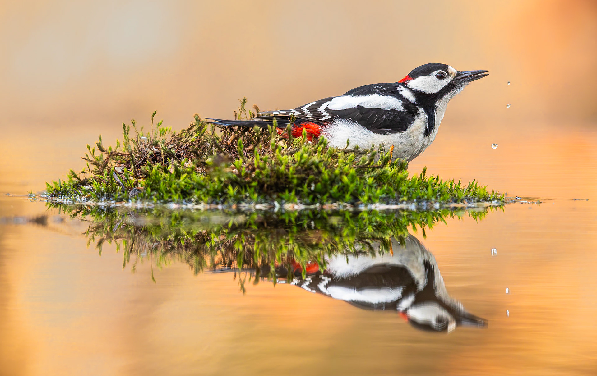 Grote bonte specht / Great spotted woodpecker (Dendrocopos major)