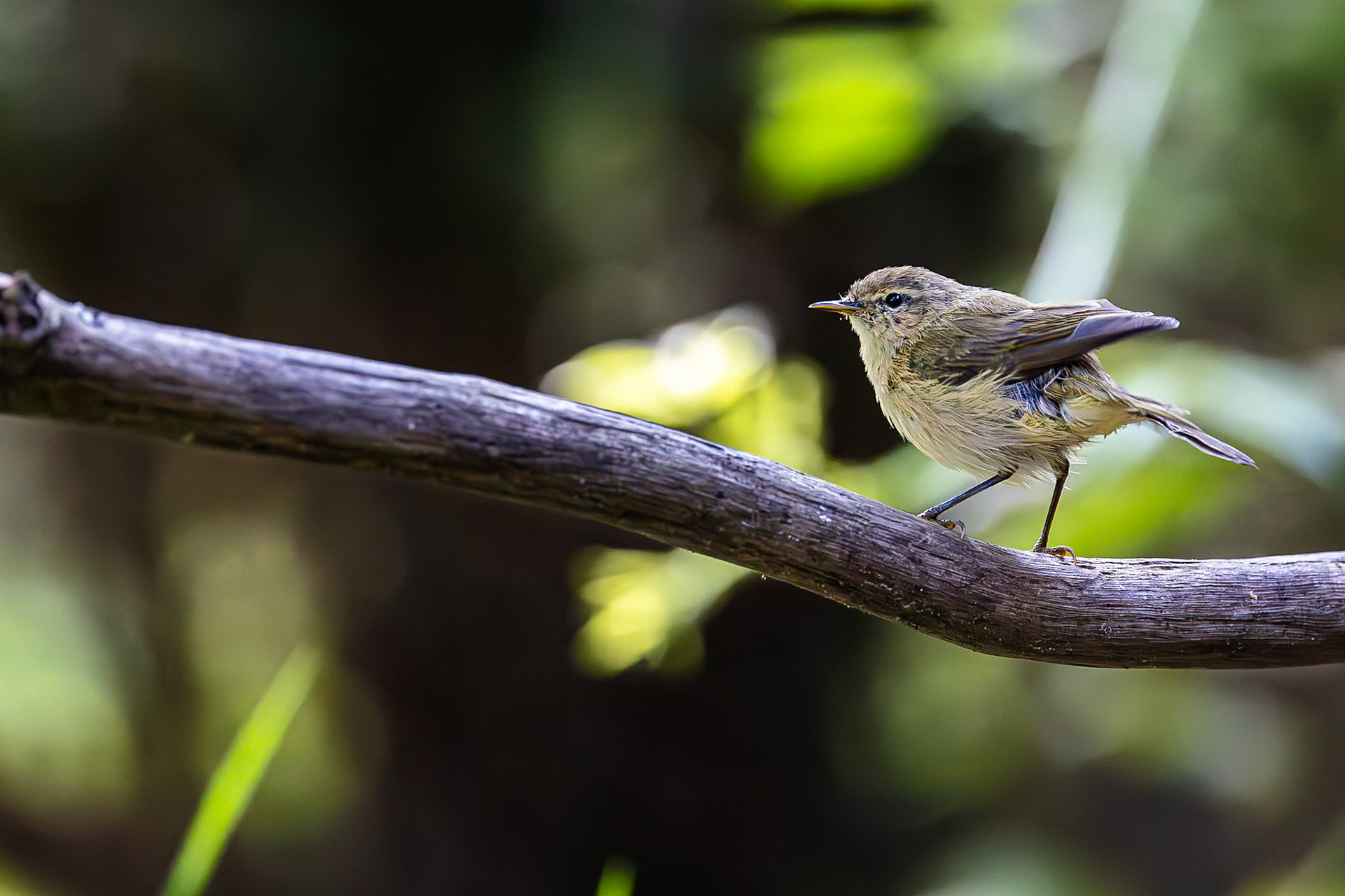 Tjiftjaf / Common chiffchaff (Phylloscopus collybita)