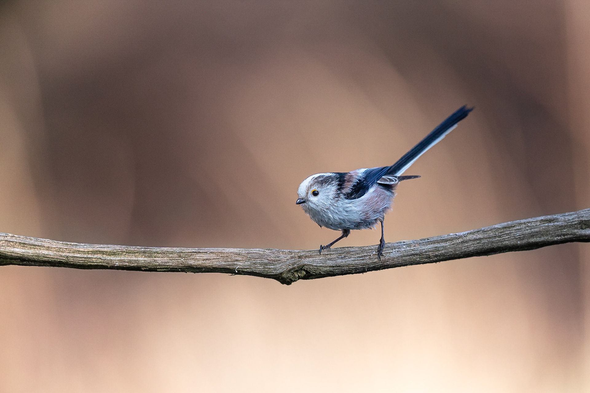 Staartmees / Long-tailed tit (Aegithalos caudatus)