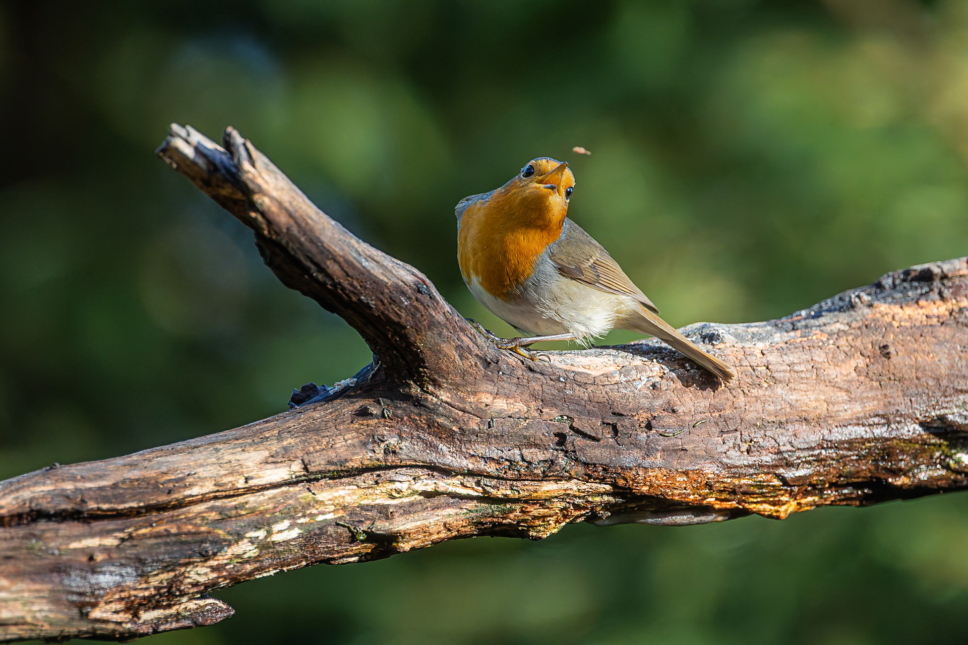Roodborstje / European Robin (Erithacus rubecula)