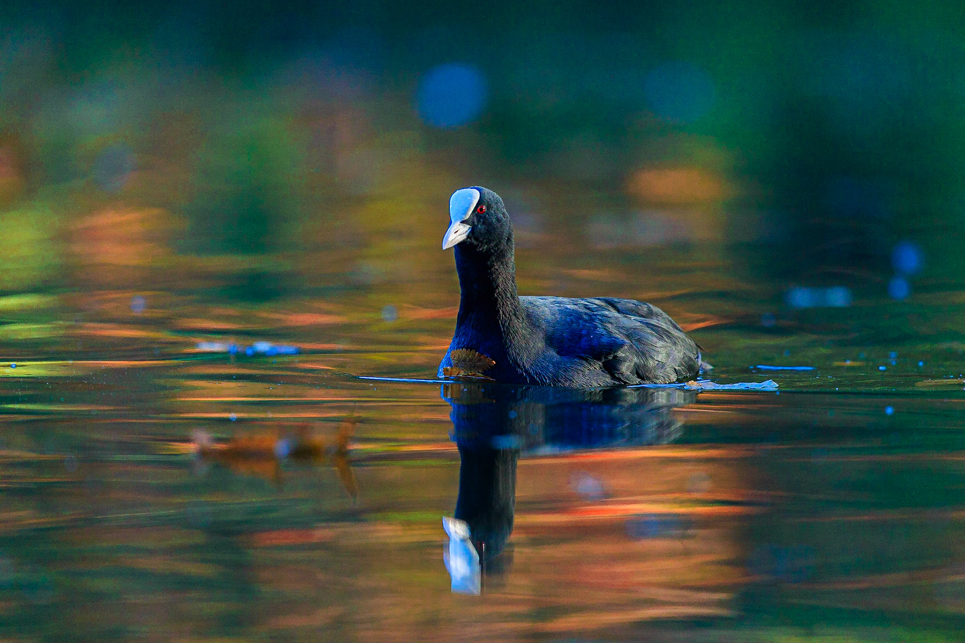 Meerkoet / Eurasian coot (Fulica atra)